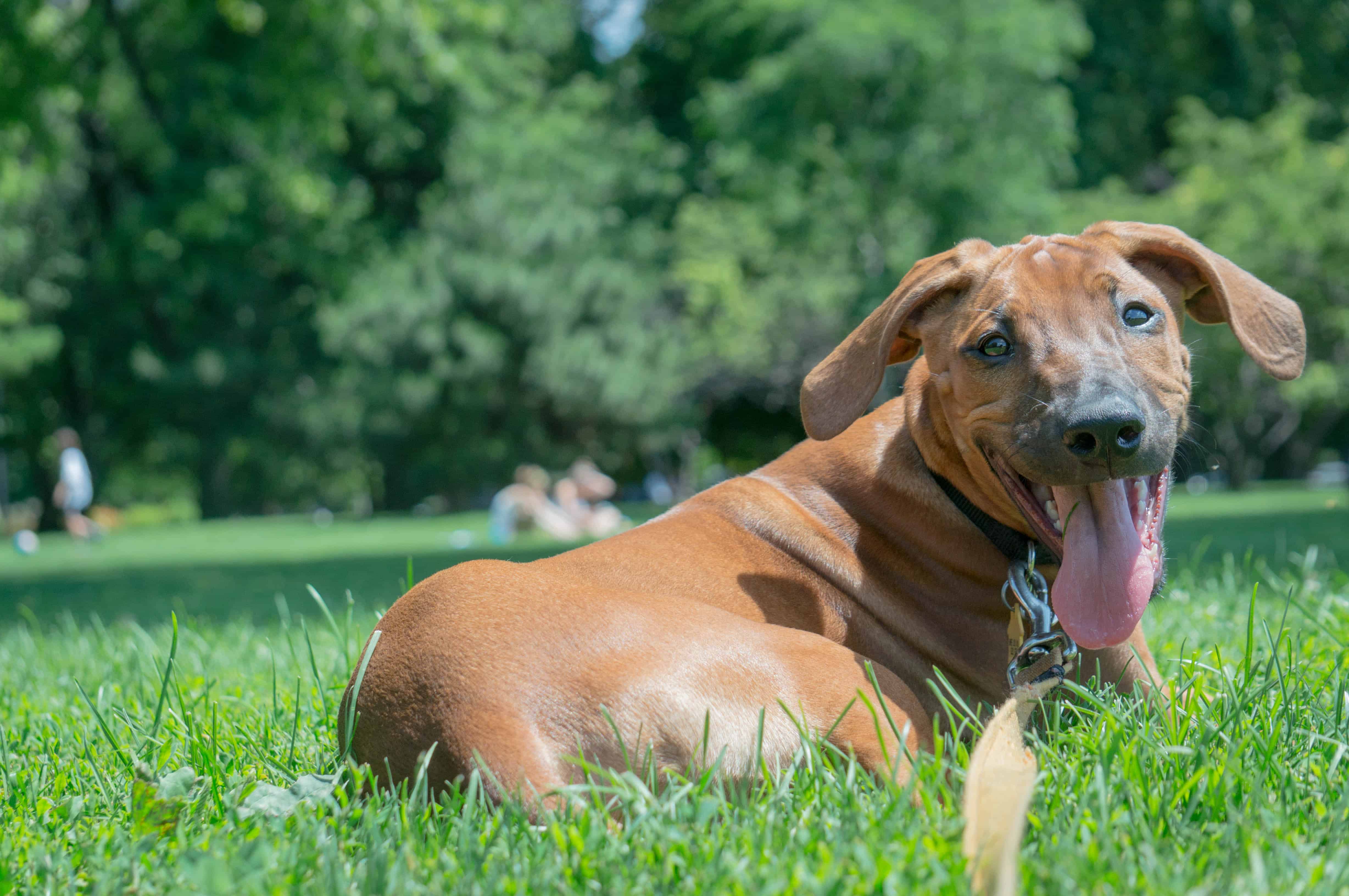 Rhodesian Ridgeback, puppy, dogs, adventure, marking our territory, blog