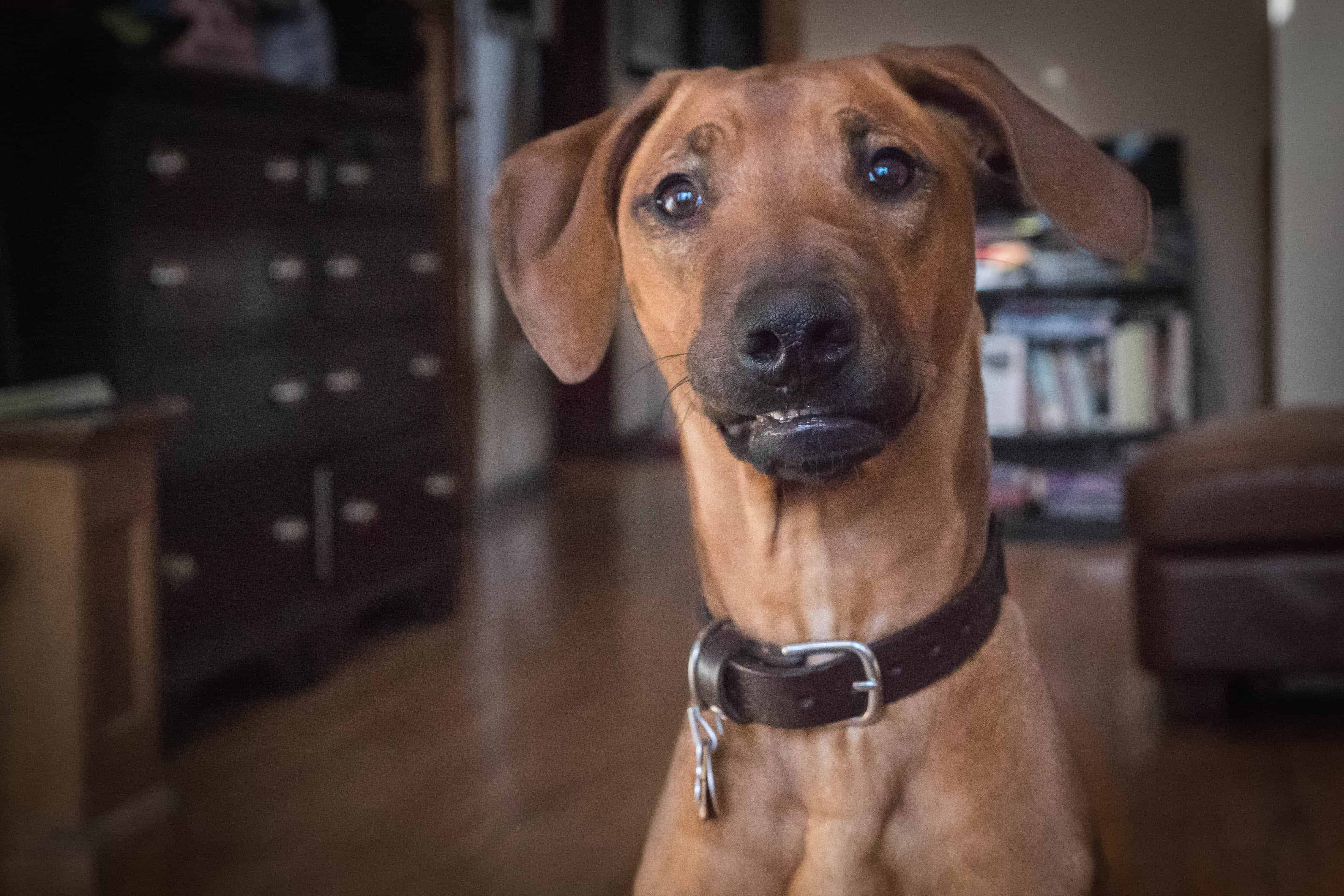 Rhodesian Ridgeback, puppy, chicago, montrose dog beach