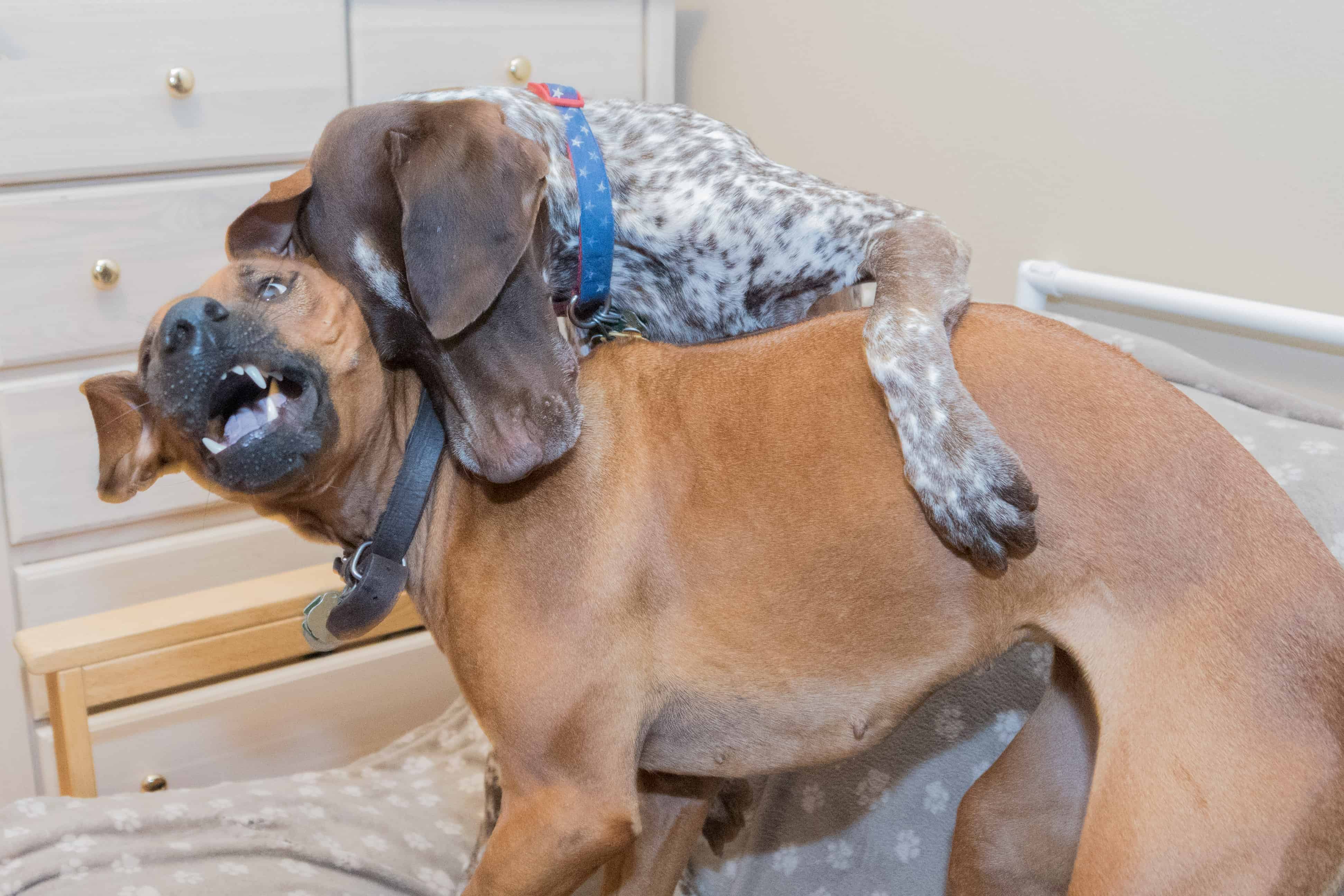 Rhodesian Ridgeback, adventure, chicago