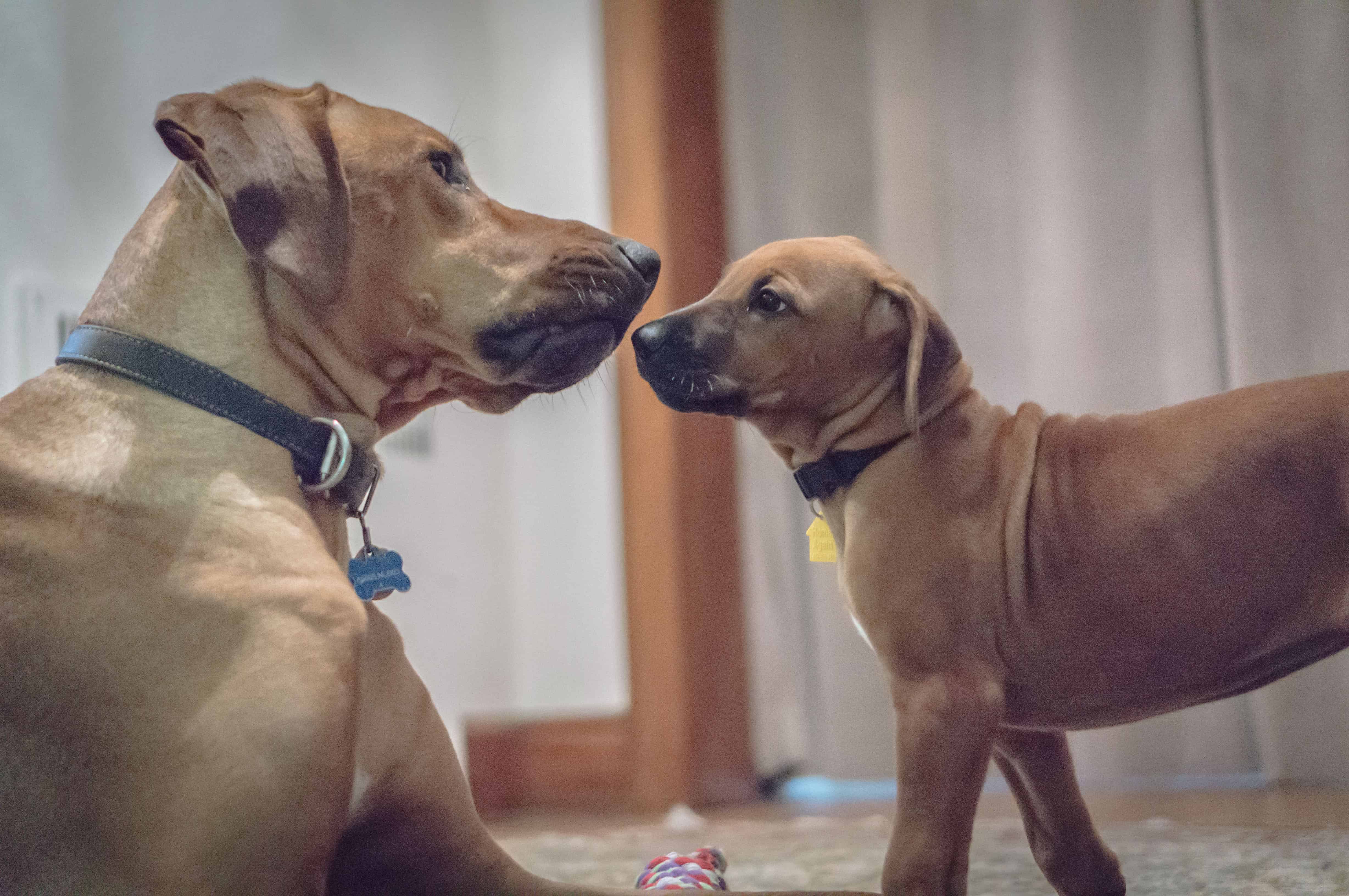 Rhodesian Ridgeback, puppy, chicago, adventure, funny, cute