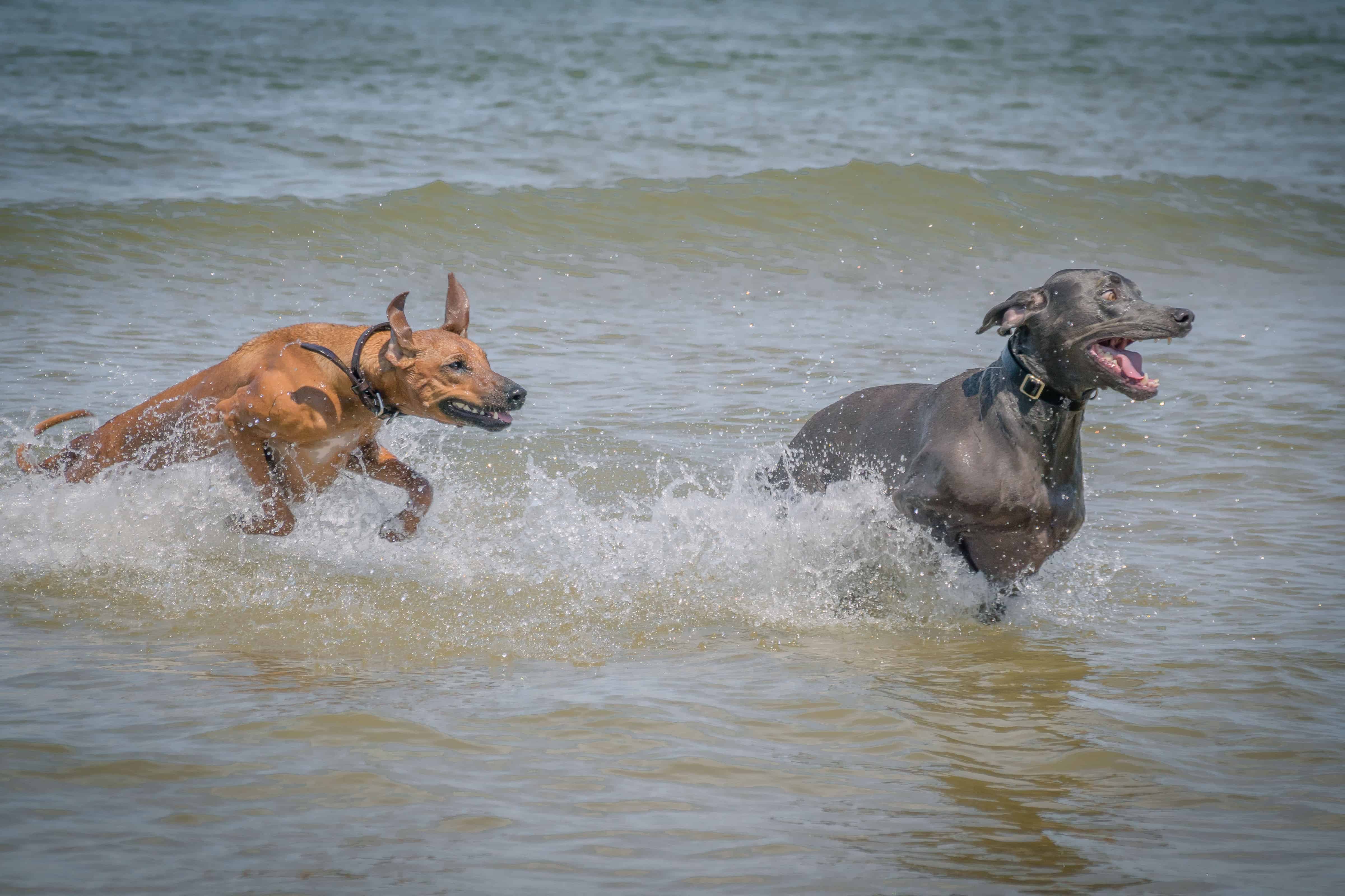 Rhodesian Ridgeback, puppy, chicago, dogs, montrose dog beach, adventure