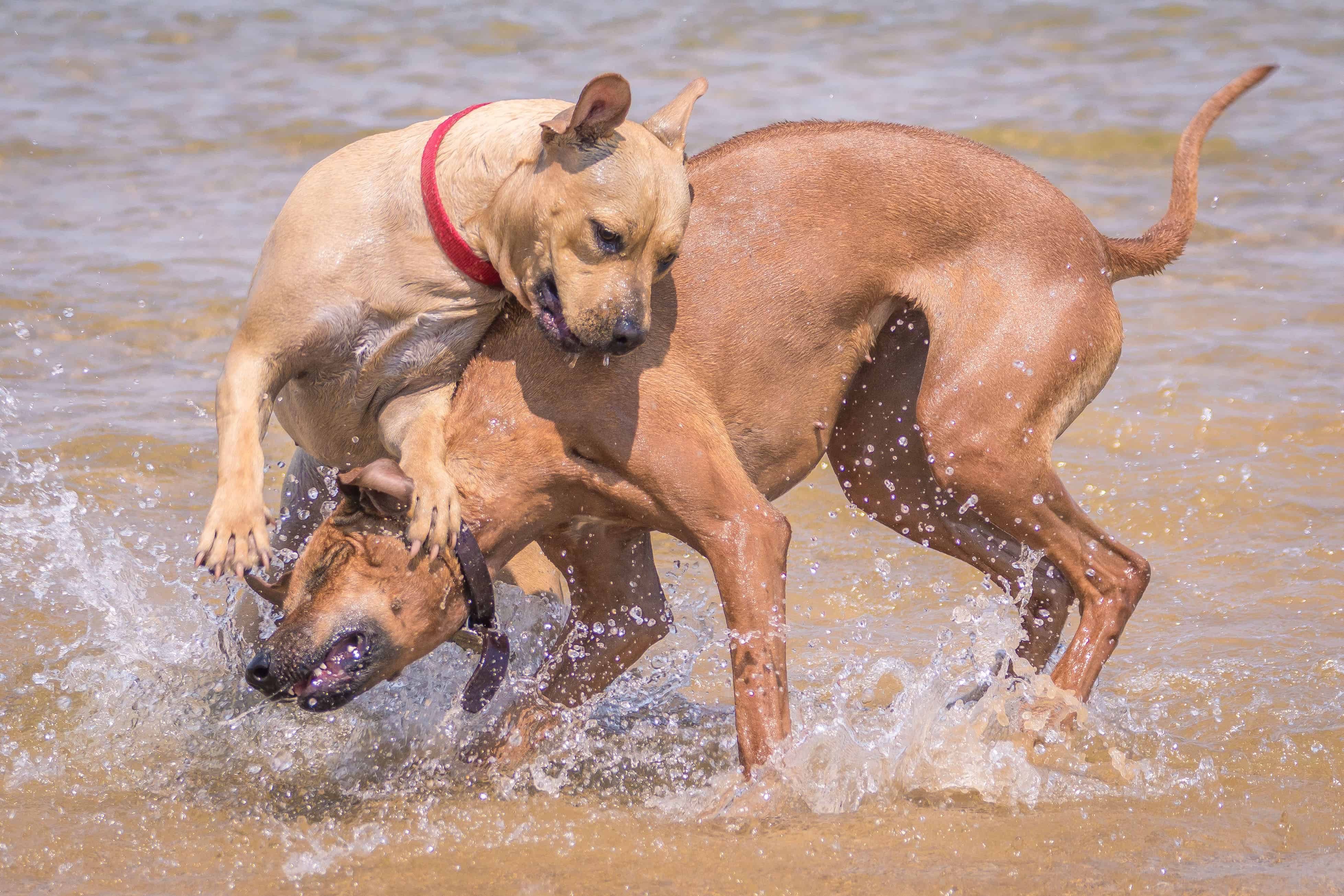 Rhodesian Ridgeback, adventure, chicago