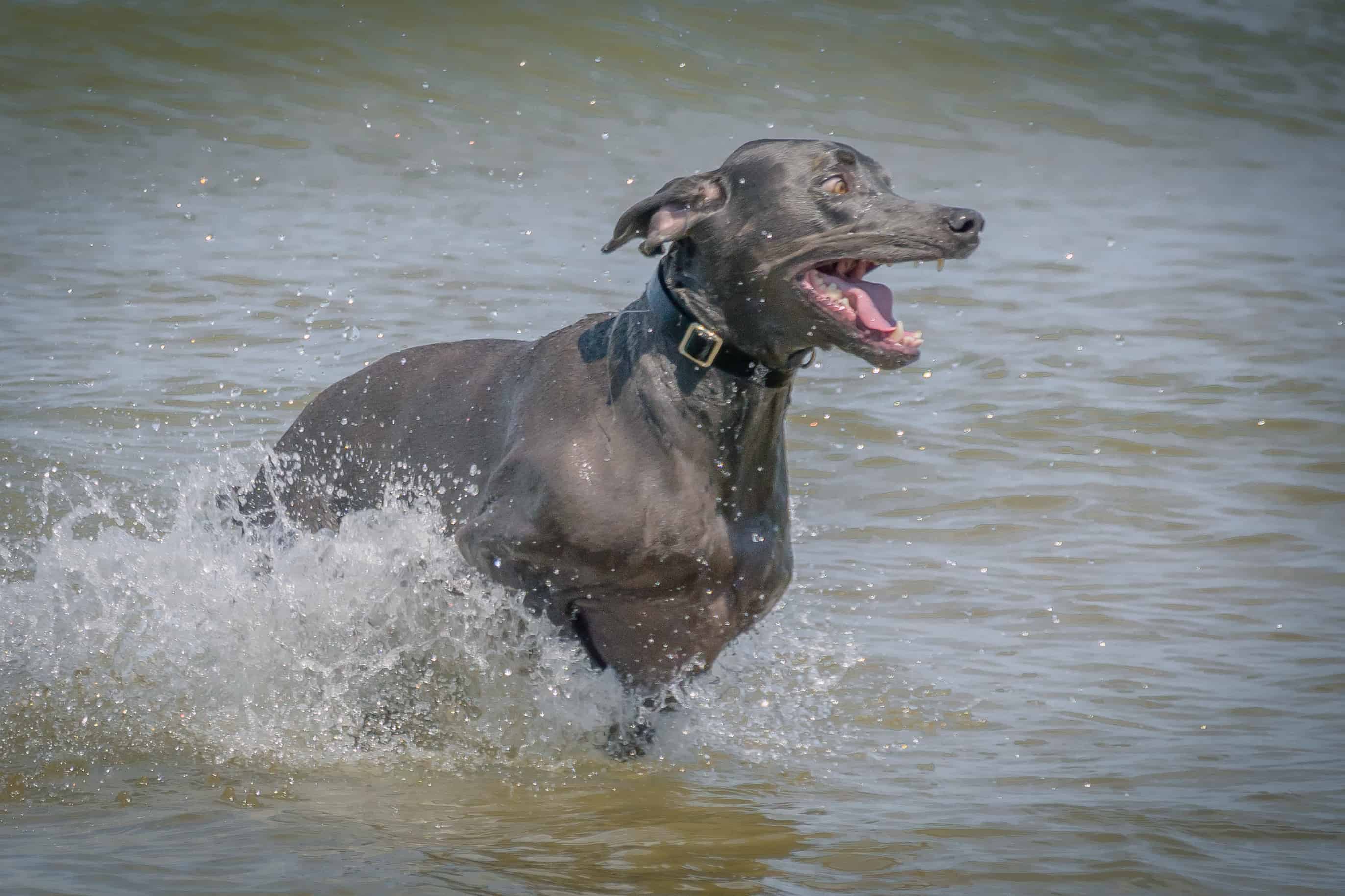 Rhodesian Ridgeback, puppy, chicago, dogs, montrose dog beach, adventure