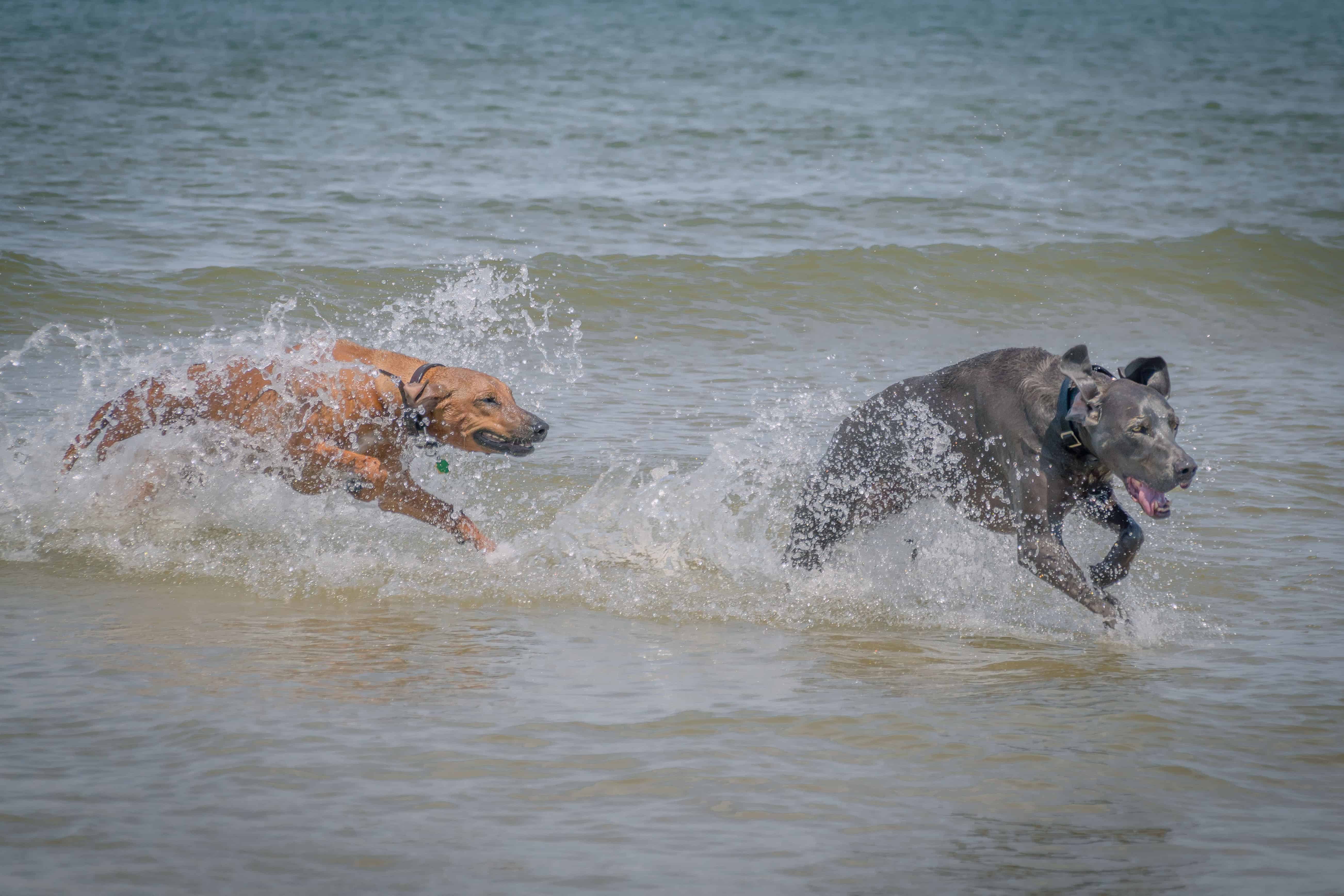 Rhodesian Ridgeback, puppy, chicago, dogs, montrose dog beach, adventure