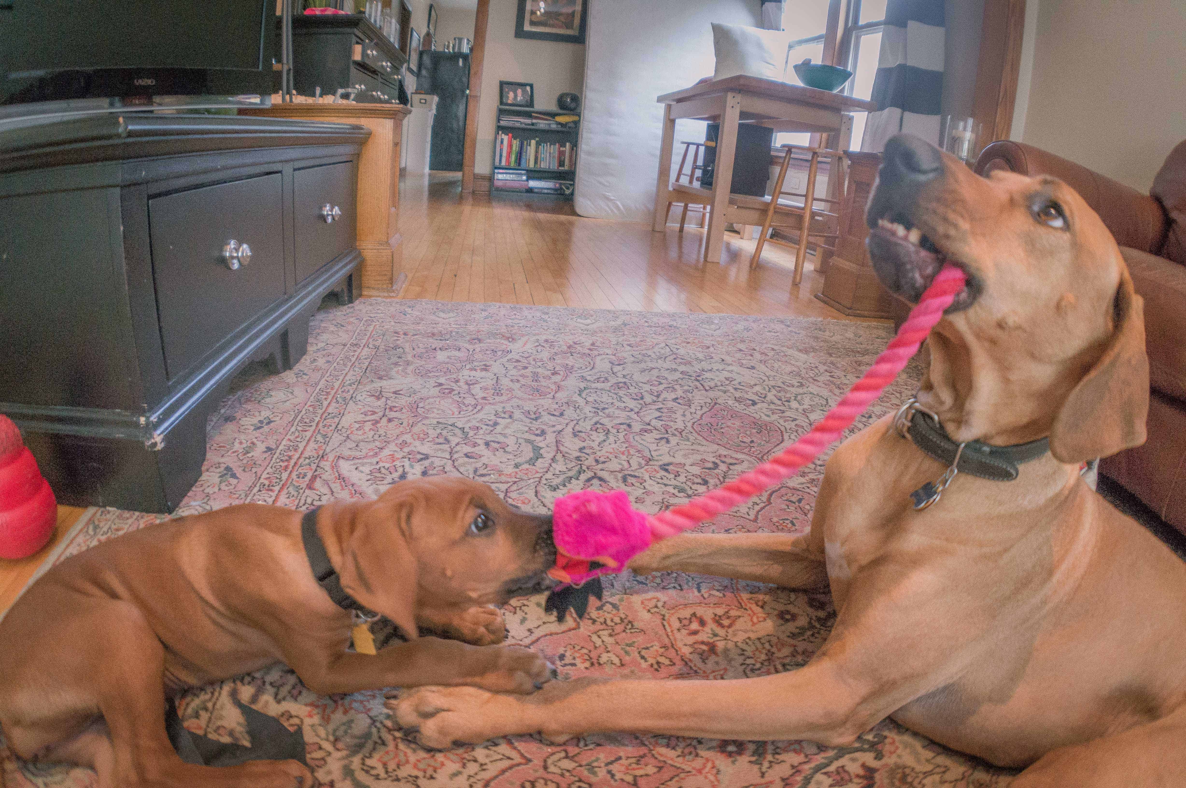 Rhodesian Ridgeback, puppy, chicago, adventure, funny, cute