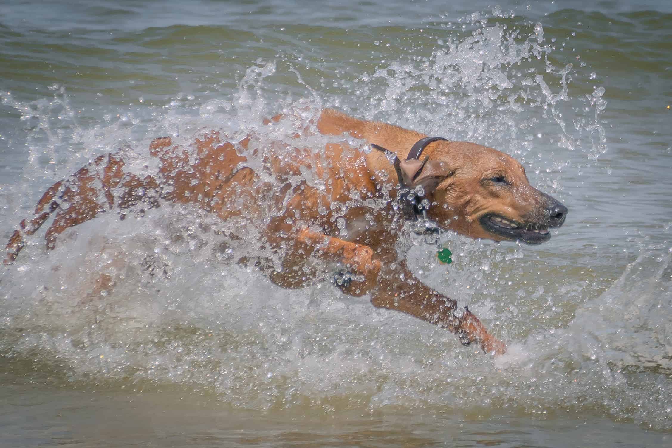 Rhodesian Ridgeback, puppy, chicago, dogs, montrose dog beach, adventure