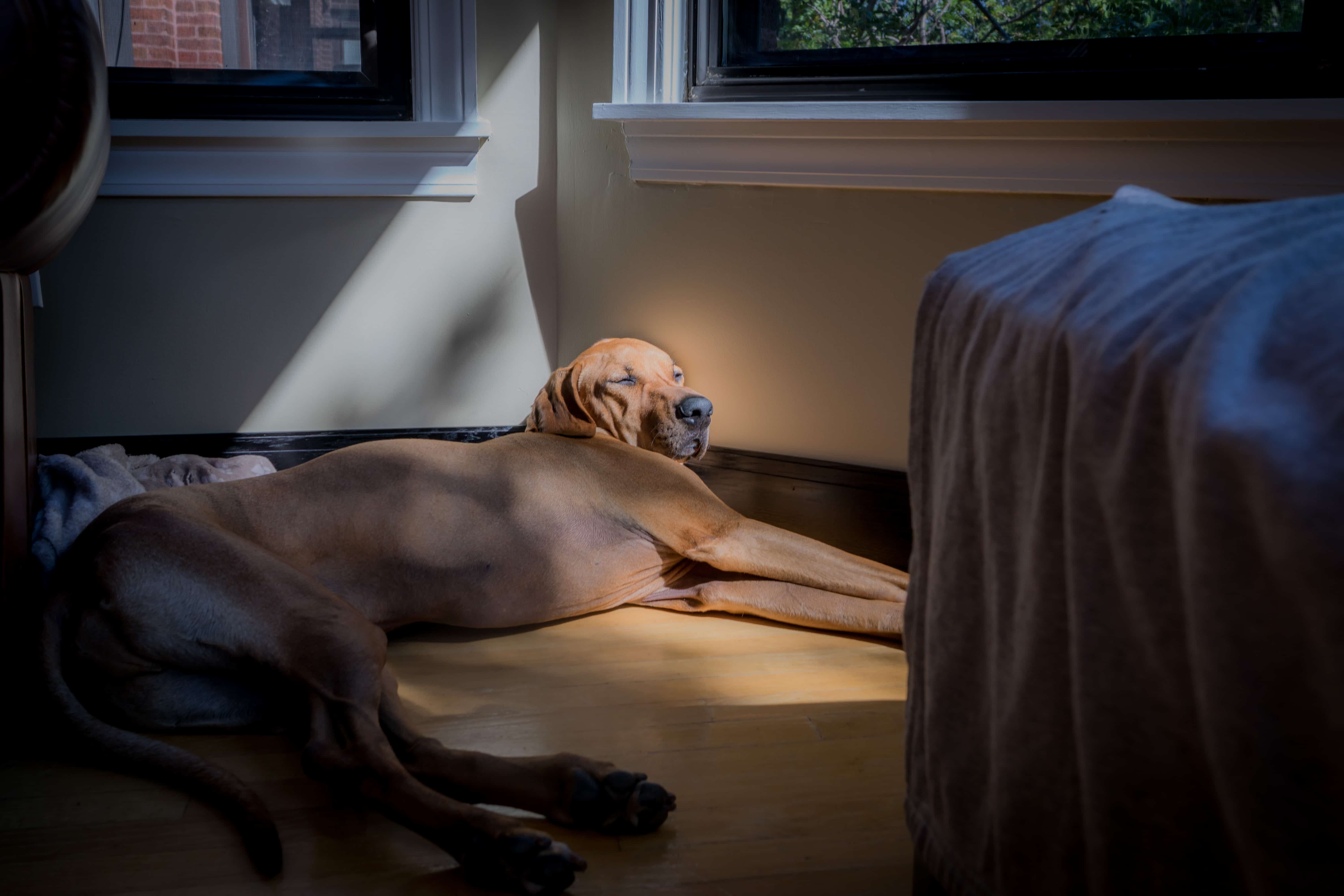 Rhodesian Ridgeback, chicago, cute, blog, adventure