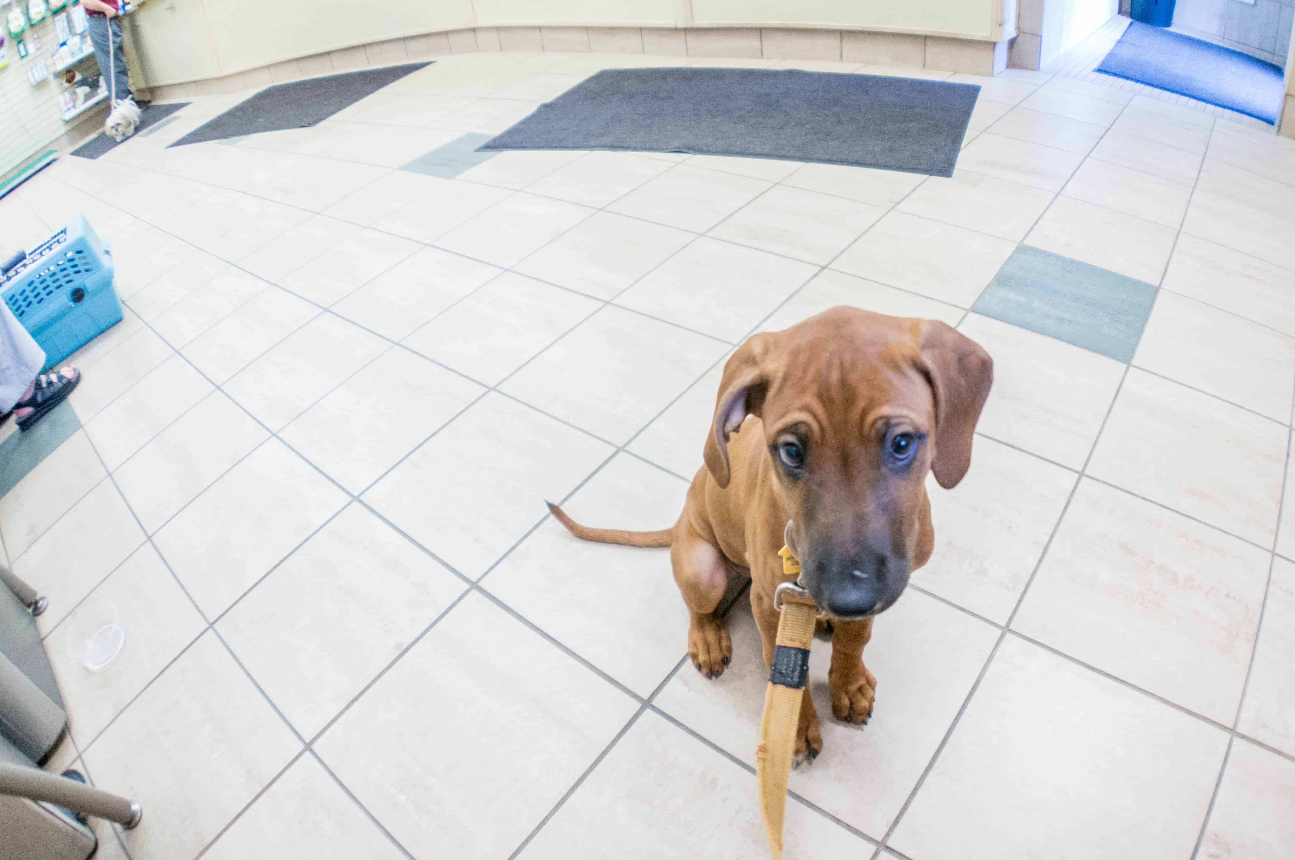 Rhodesian Ridgeback puppy, marking our territory, dogs, blog, adveture