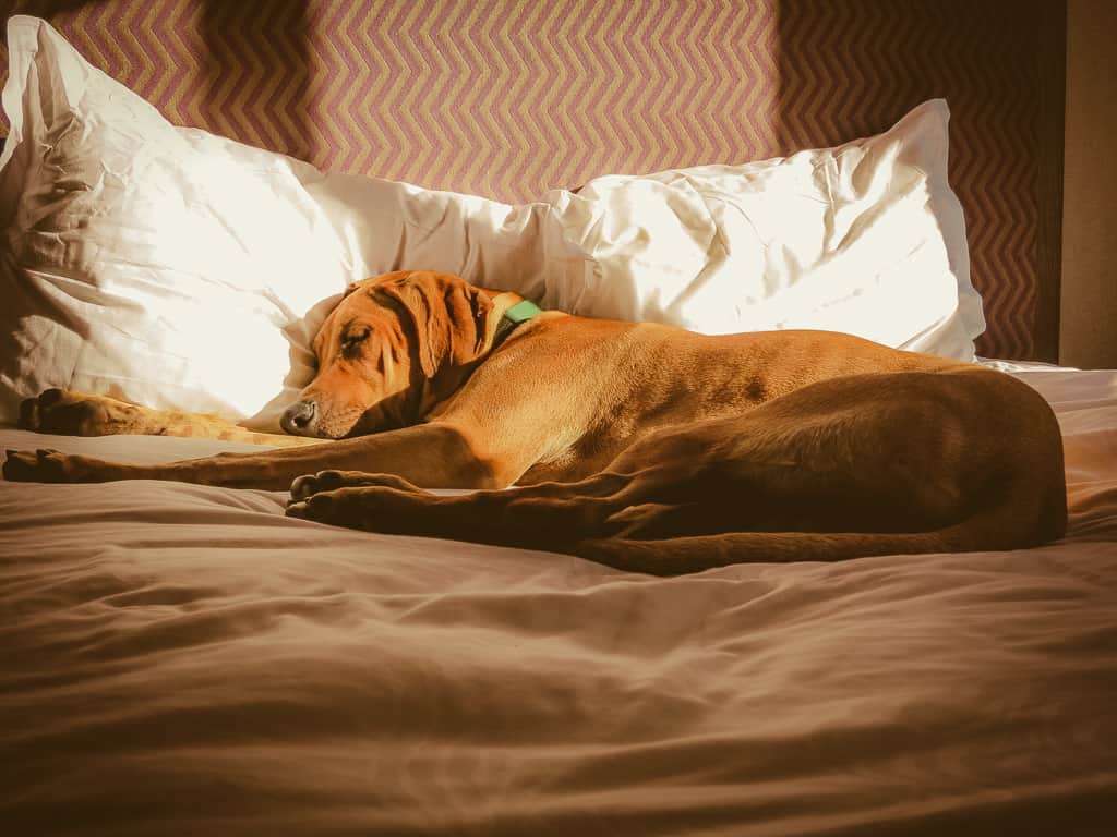 dog friendly hotel, pet friendly hotel, dog friendly travel tips