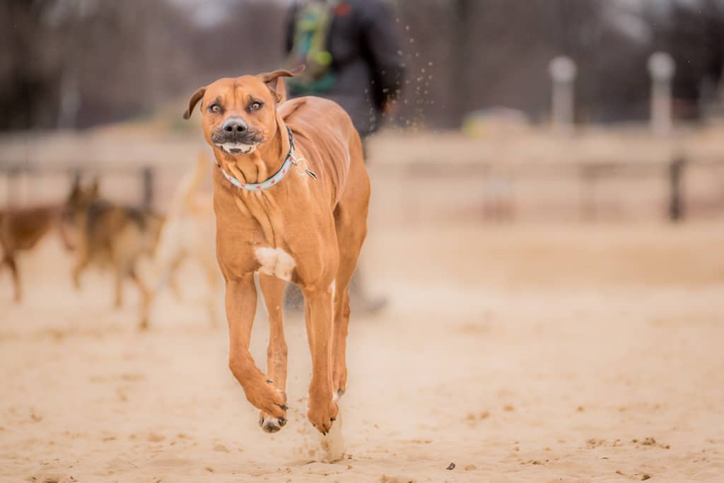 Rhodesian Ridgeback, montrose dog beach, chicago, blog, adventure,