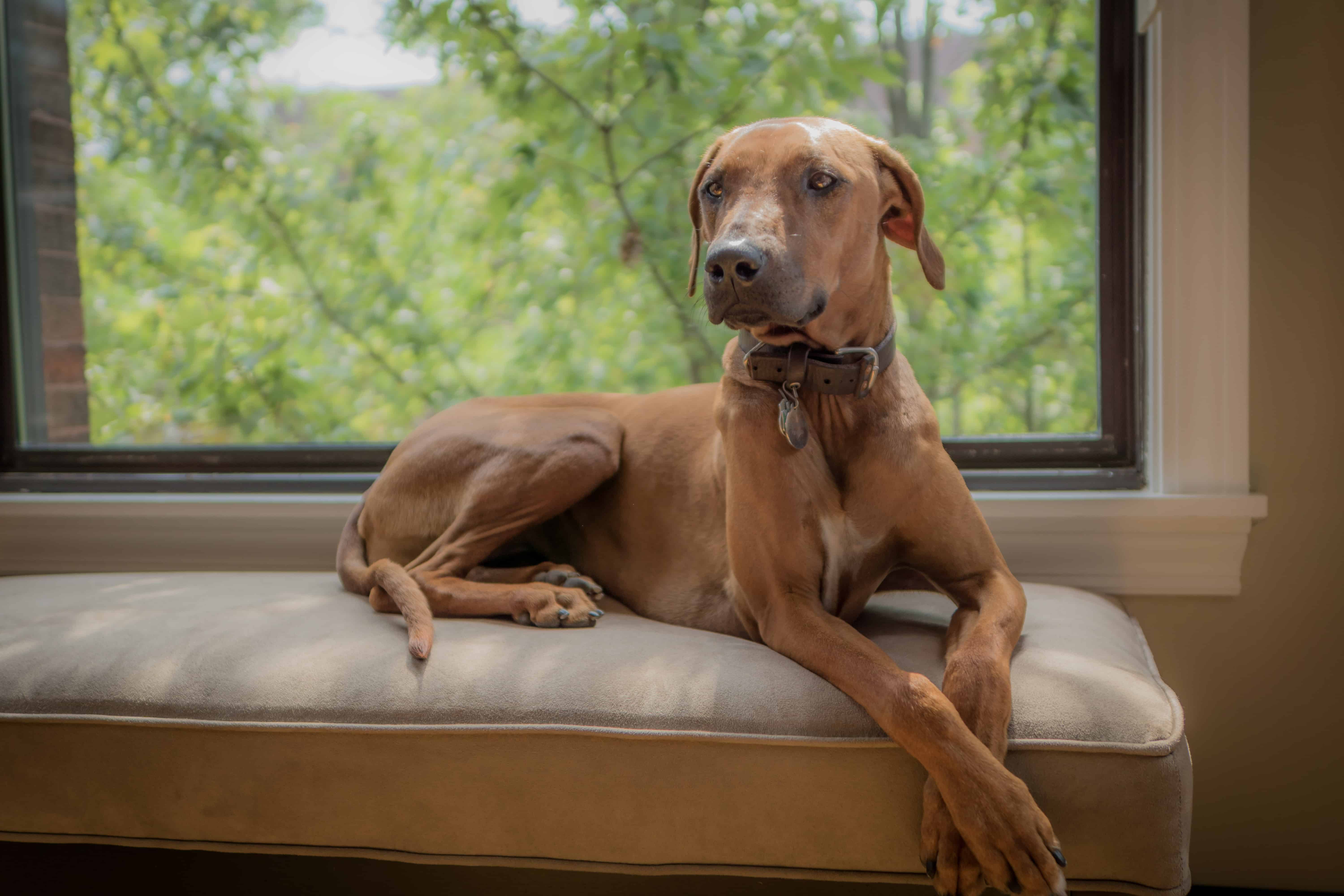 Rhodesian Ridgeback, chicago, cute, blog, adventure