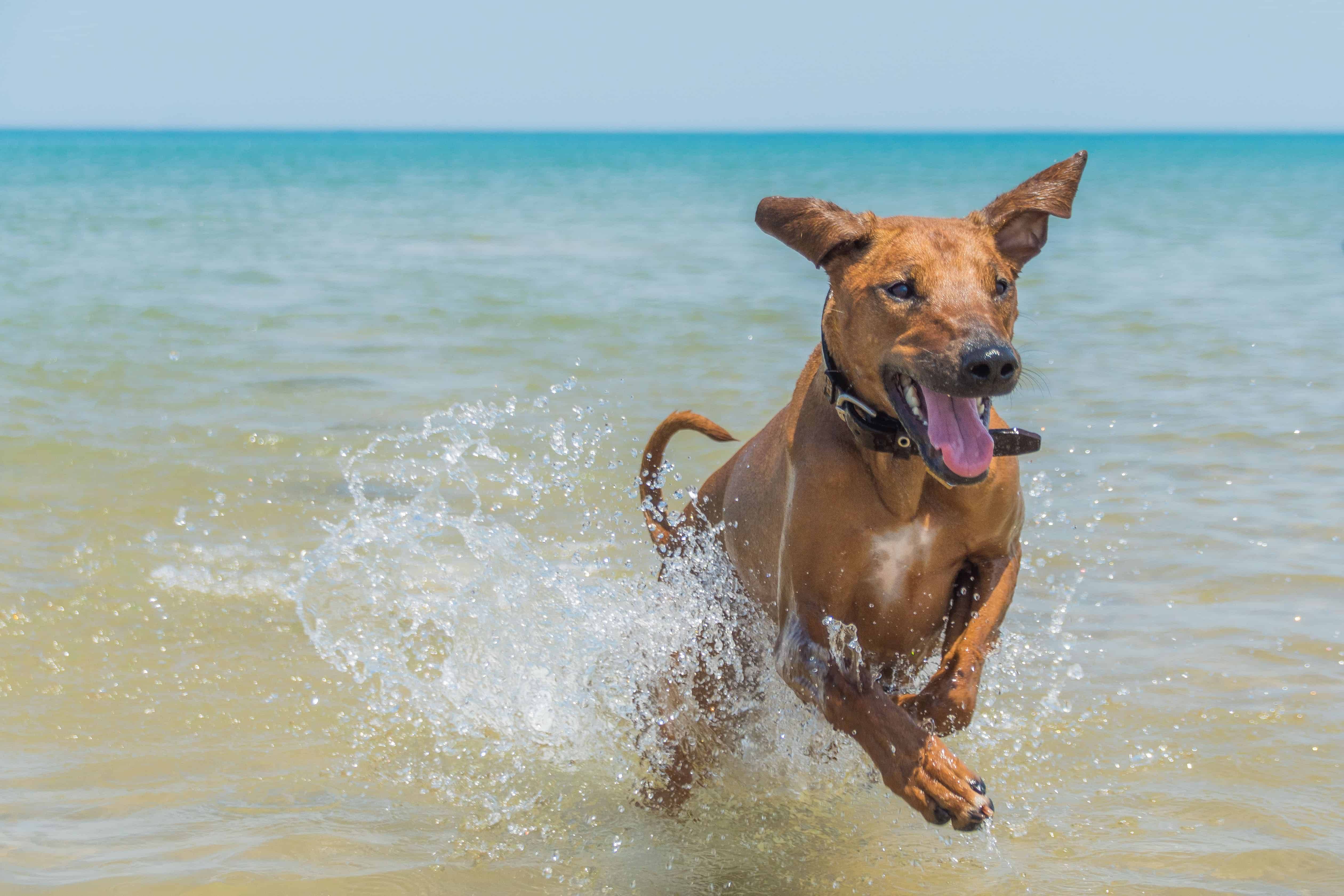 Rhodesian Ridgeback, puppy, chicago, montrose dog beach, chicago, adventure