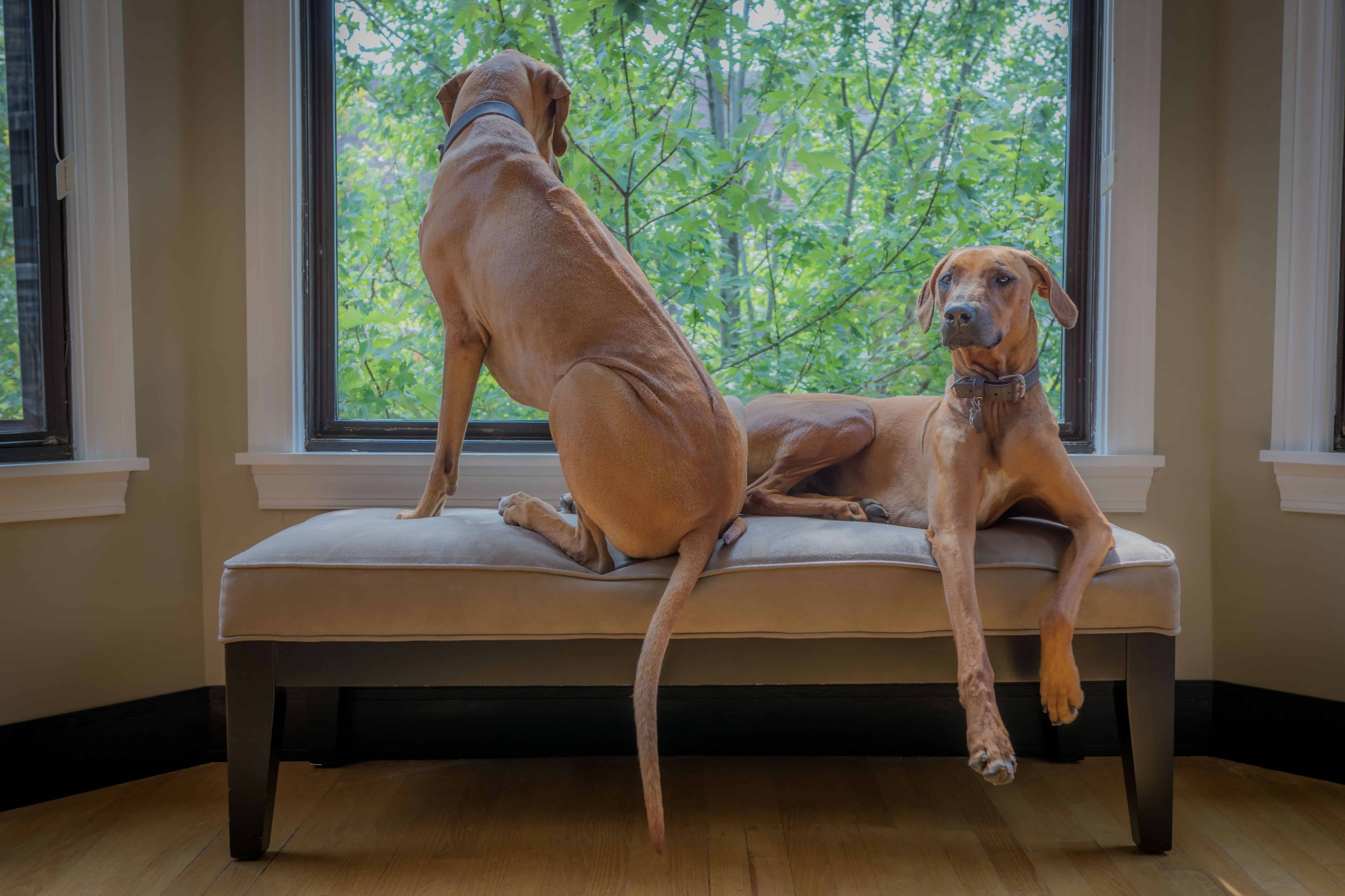 Rhodesian Ridgeback, chicago, cute, blog, adventure