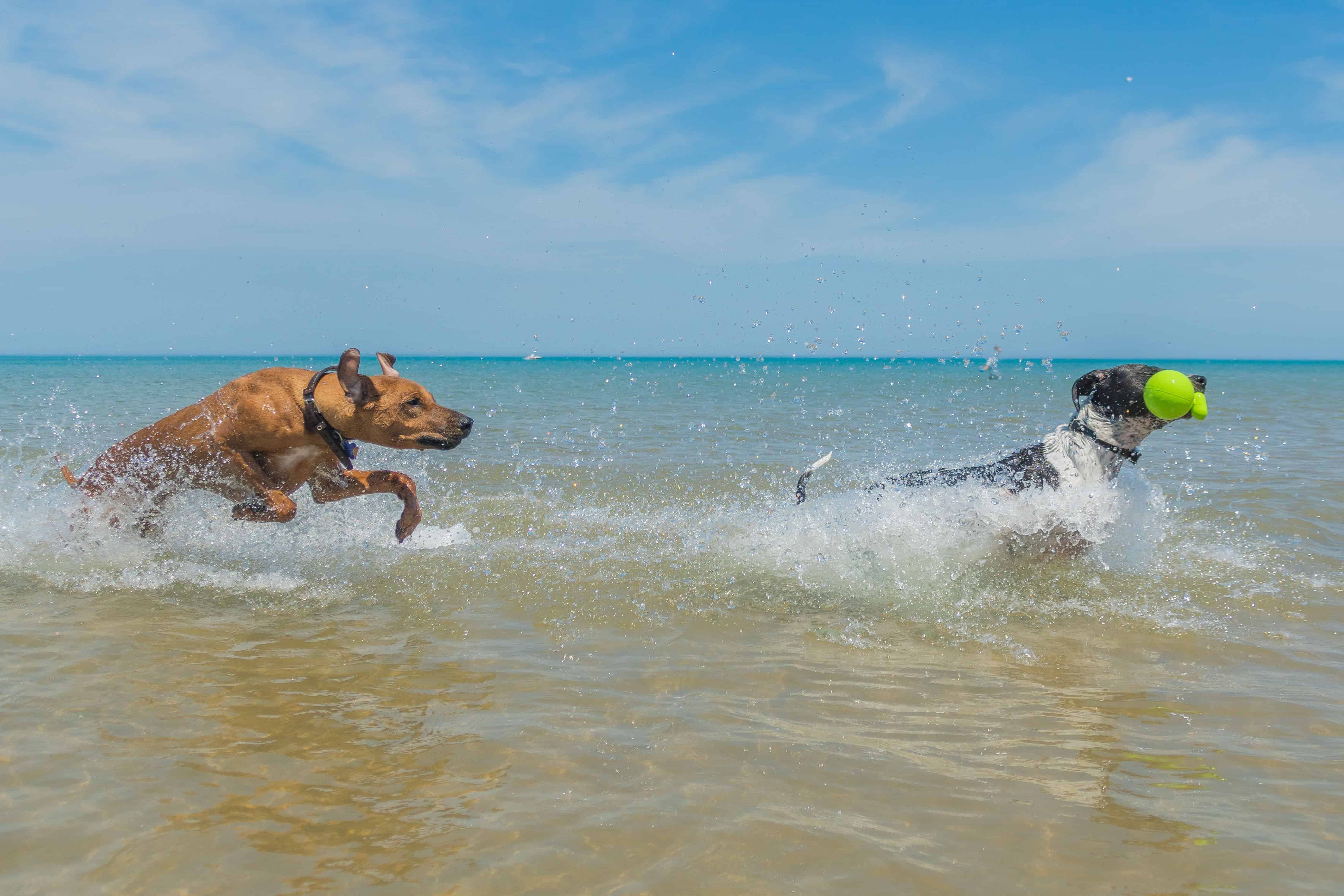 Rhodesian Ridgeback, puppy, chicago, montrose dog beach, chicago, adventure