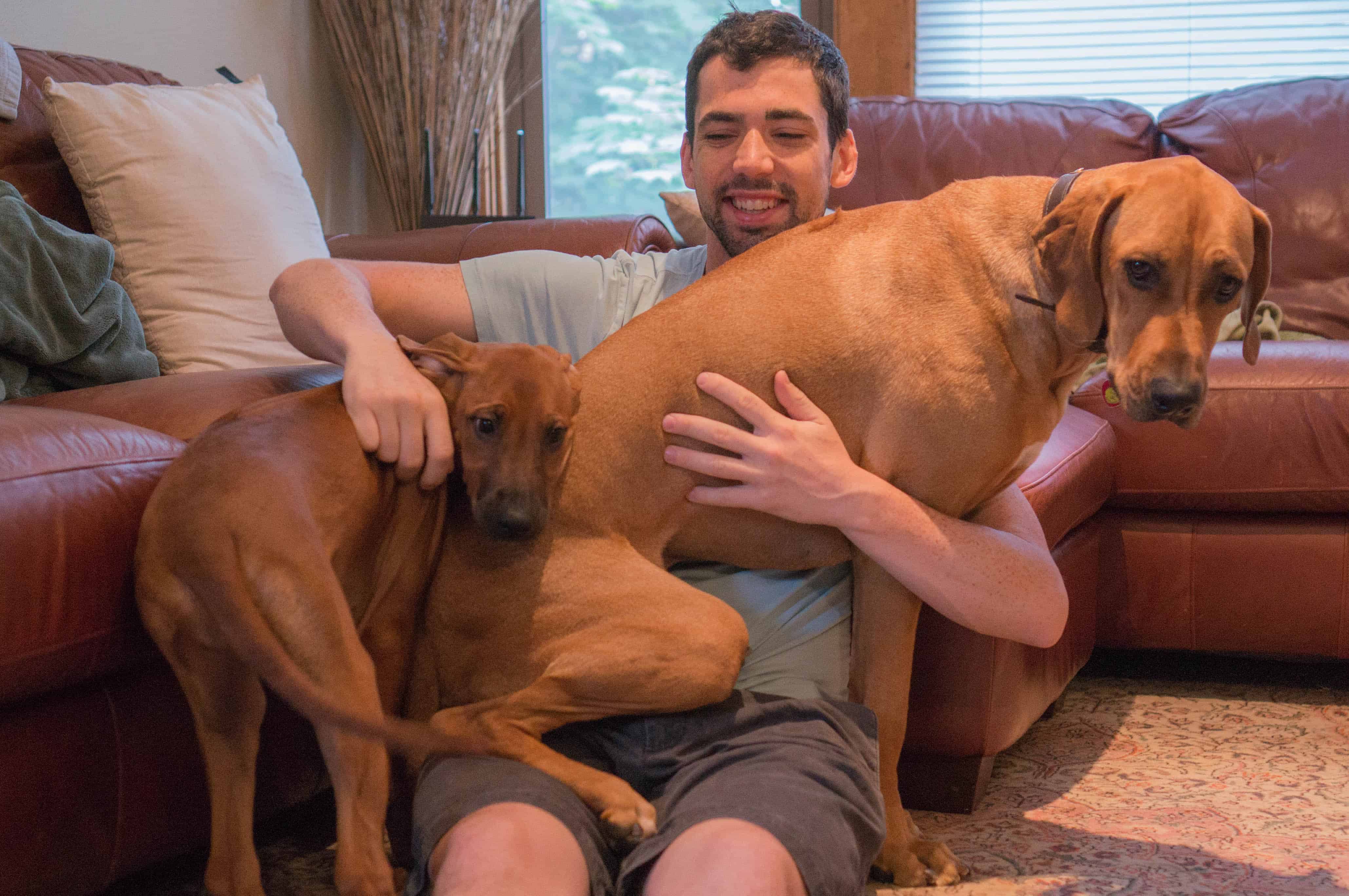 Rhodesian Ridgeback, puppy, marking our territory, jealous, adventure