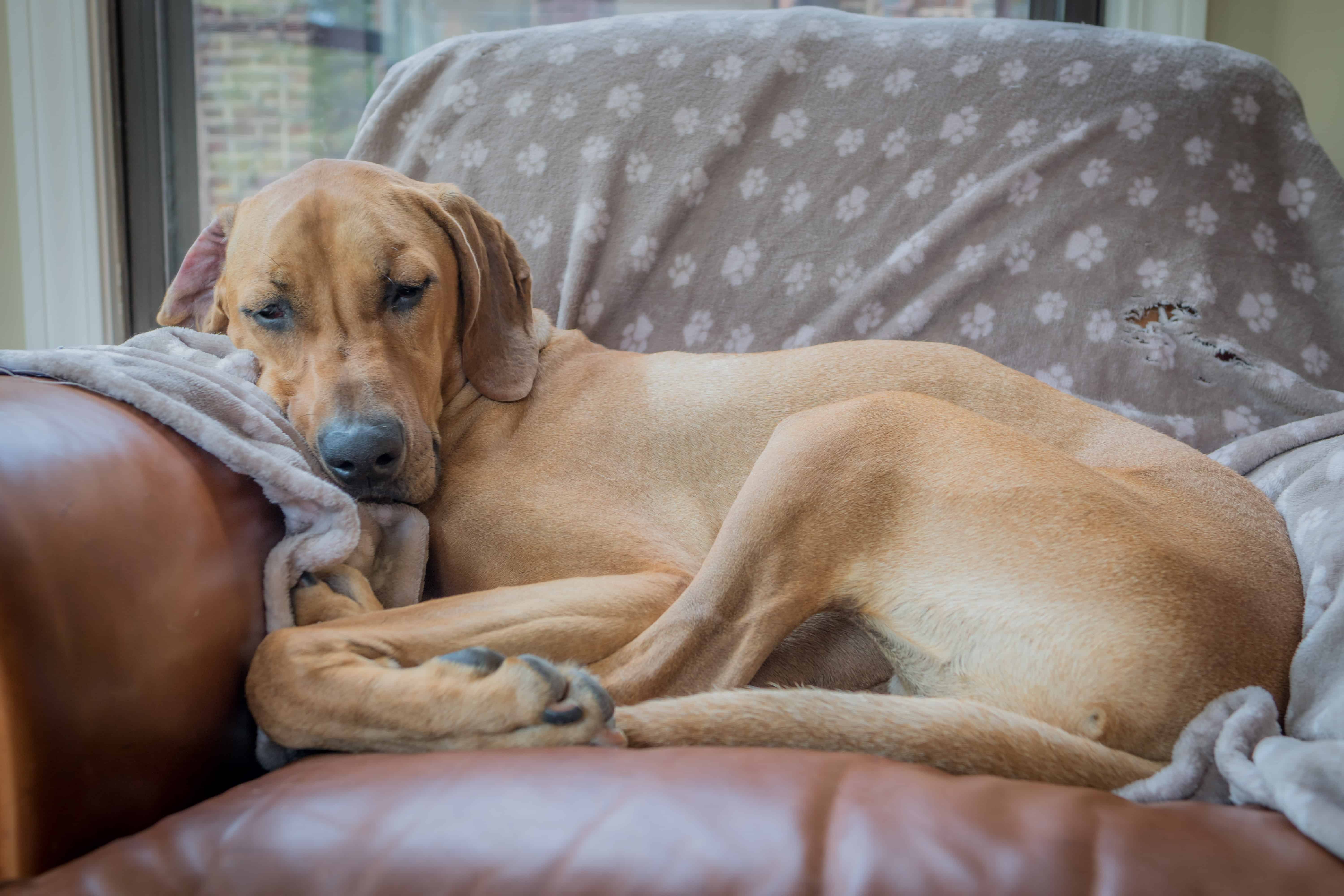 Rhodesian Ridgeback, chicago, cute, blog, adventure