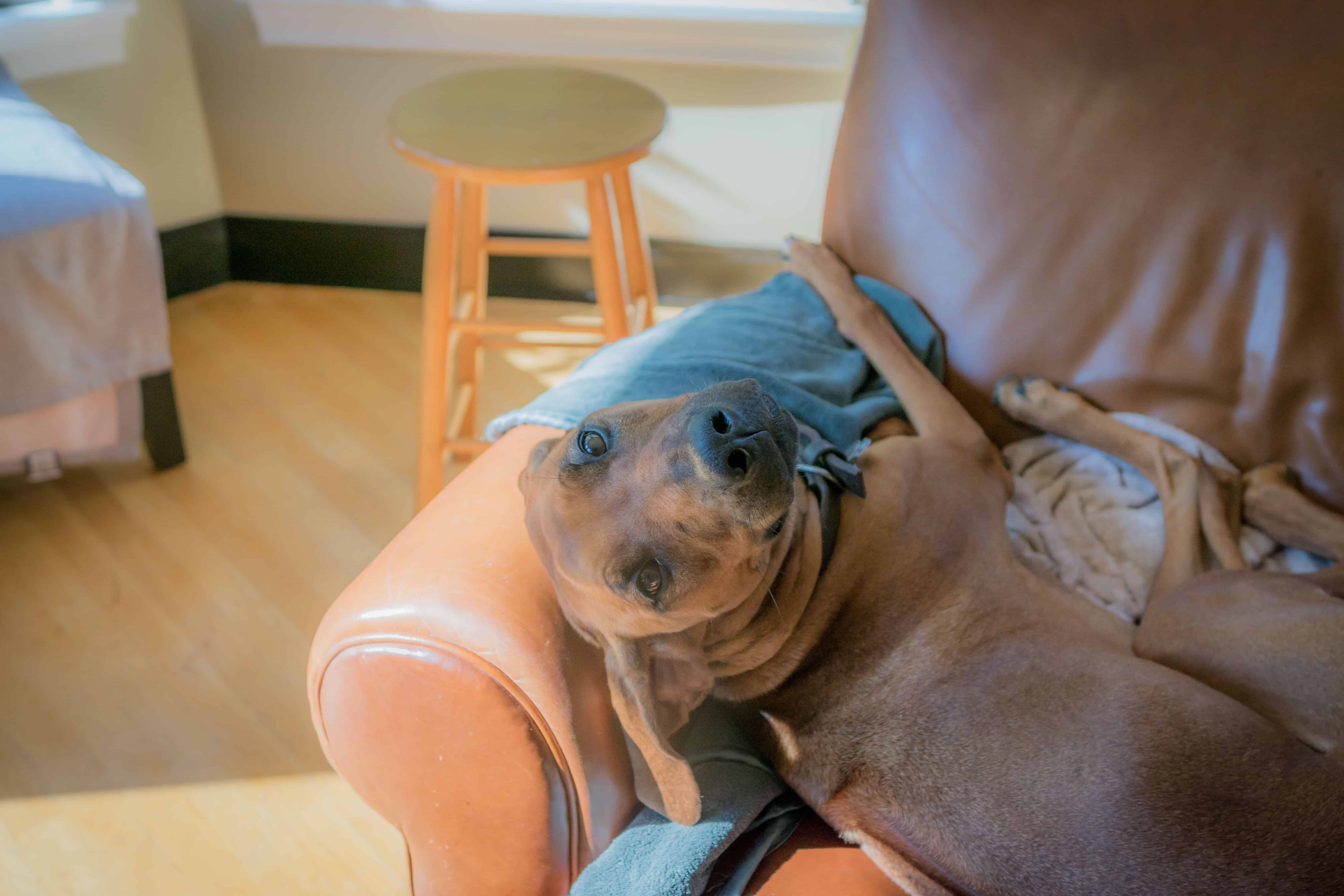 Rhodesian Ridgeback, chicago, cute, blog, adventure