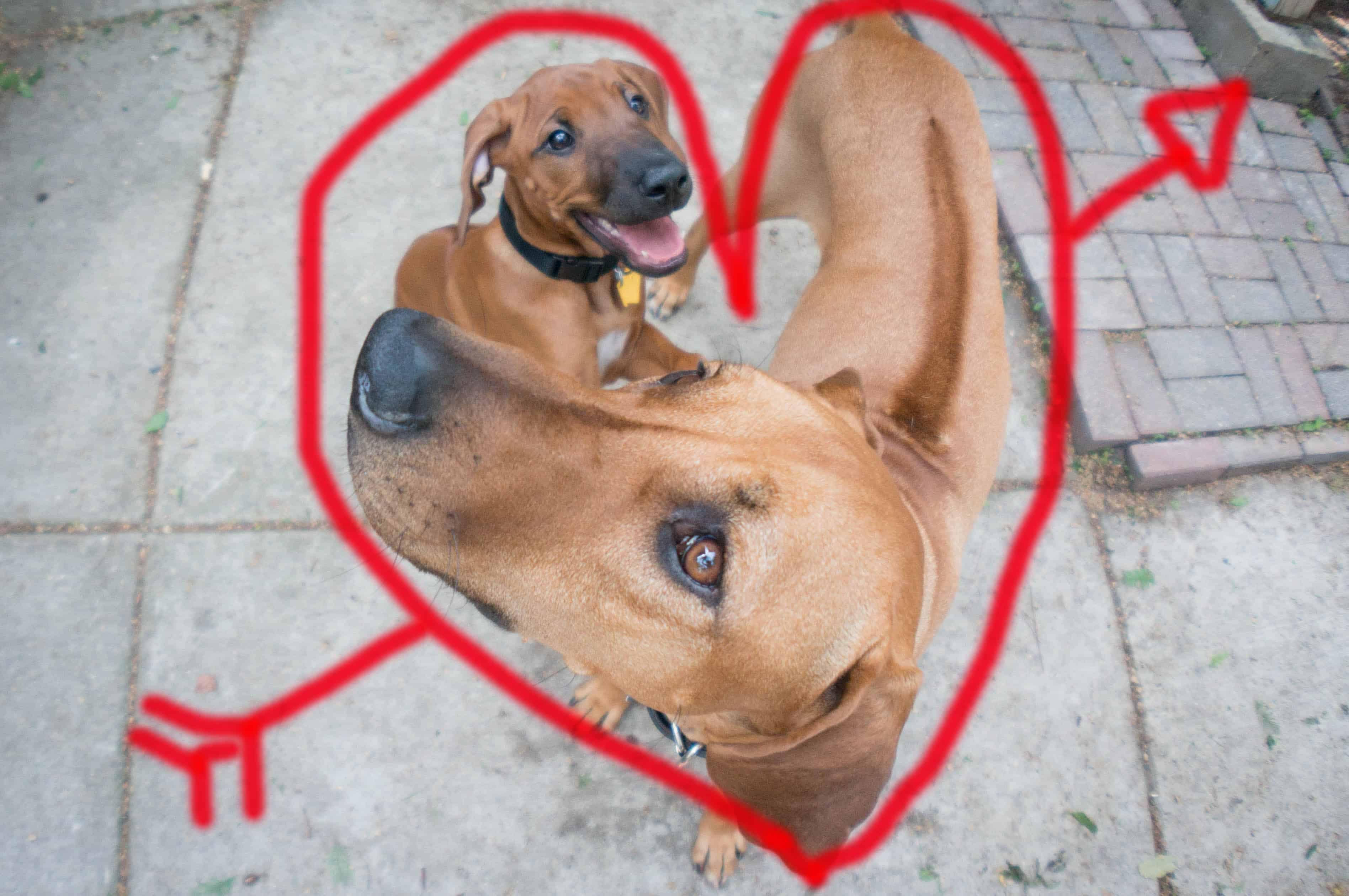 Rhodesian Ridgeback, puppy, marking our territory, jealous, adventure