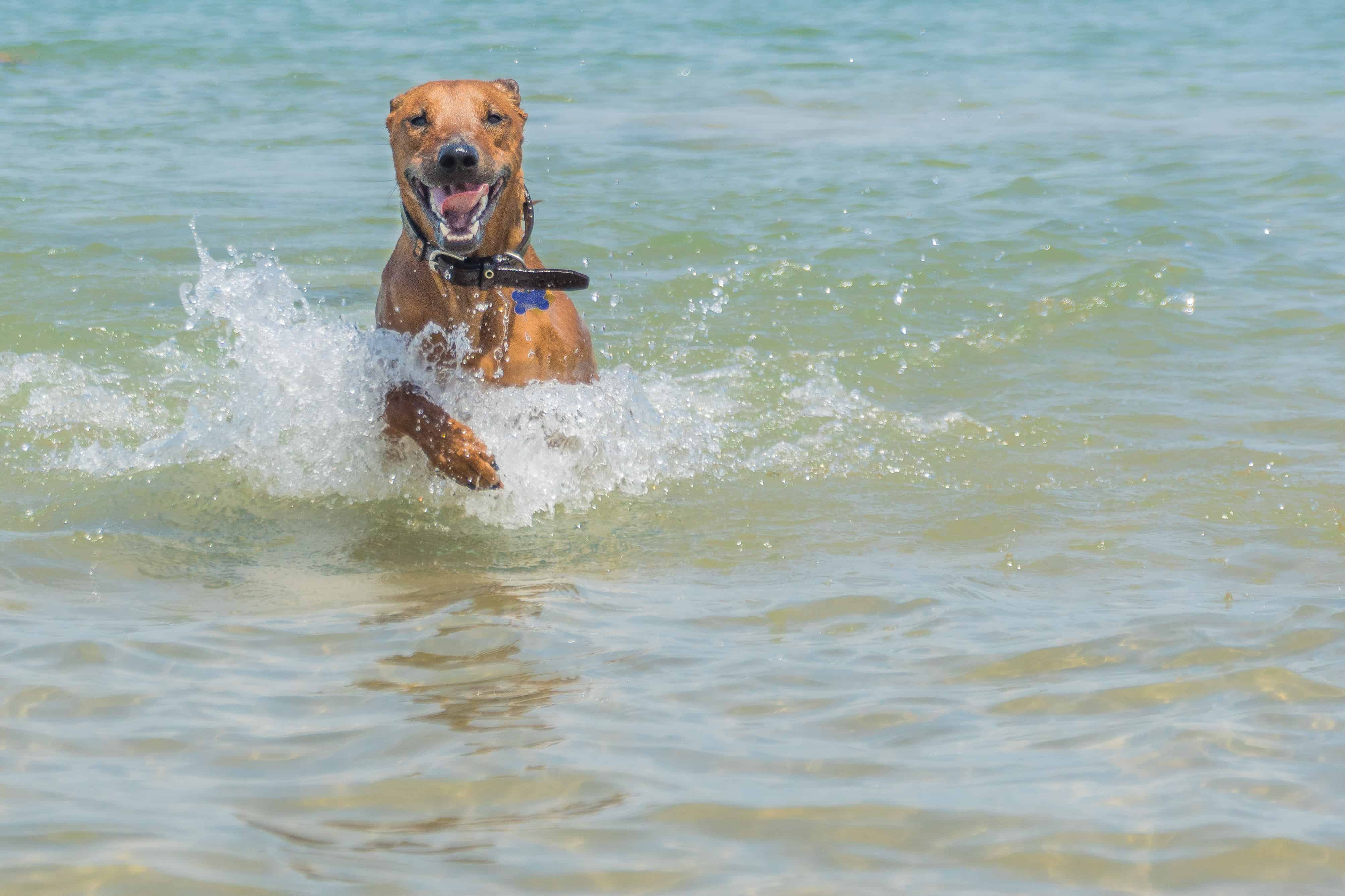 Rhodesian Ridgeback, puppy, chicago, montrose dog beach, chicago, adventure