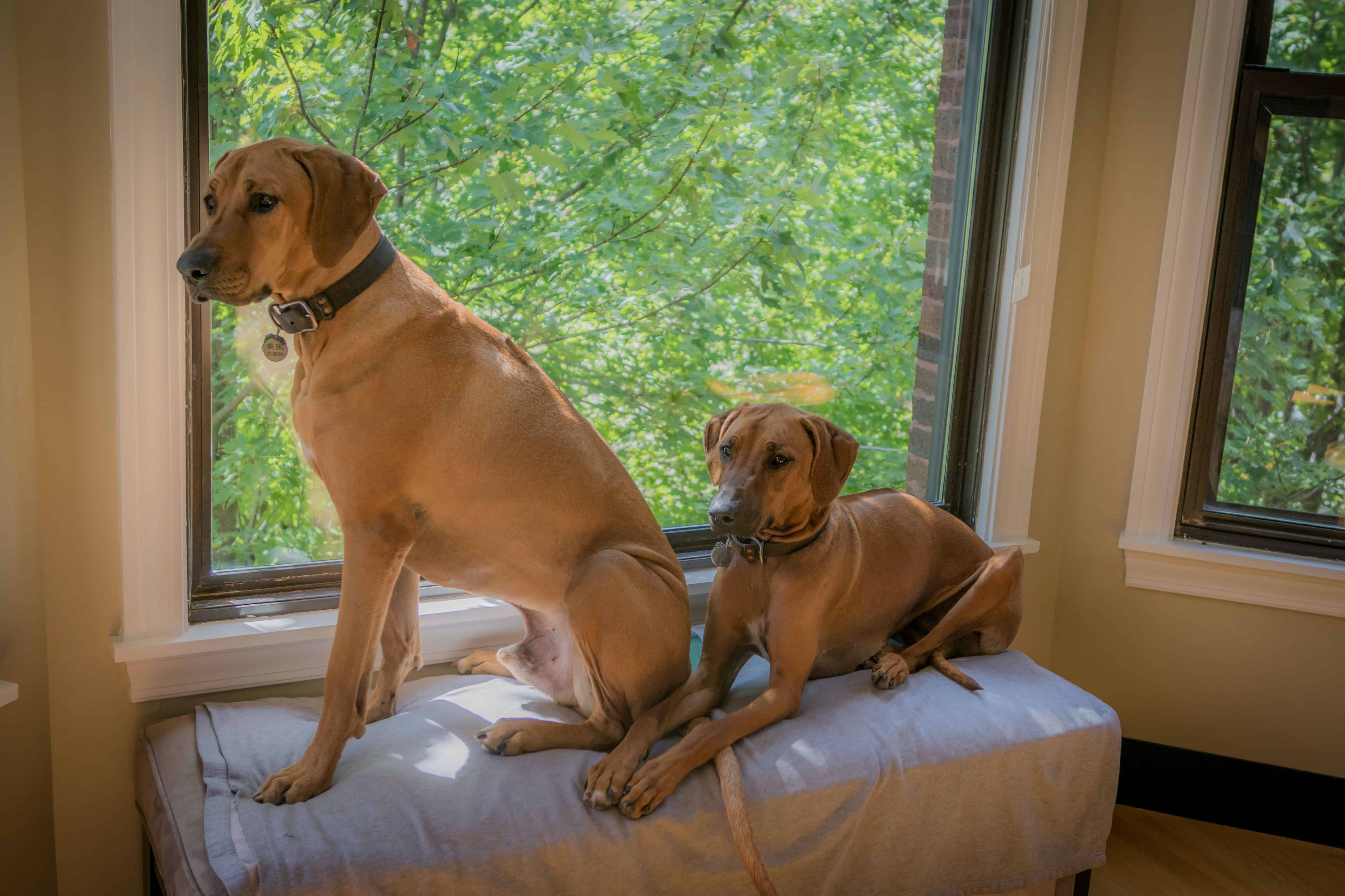 Rhodesian Ridgeback, chicago, cute, blog, adventure