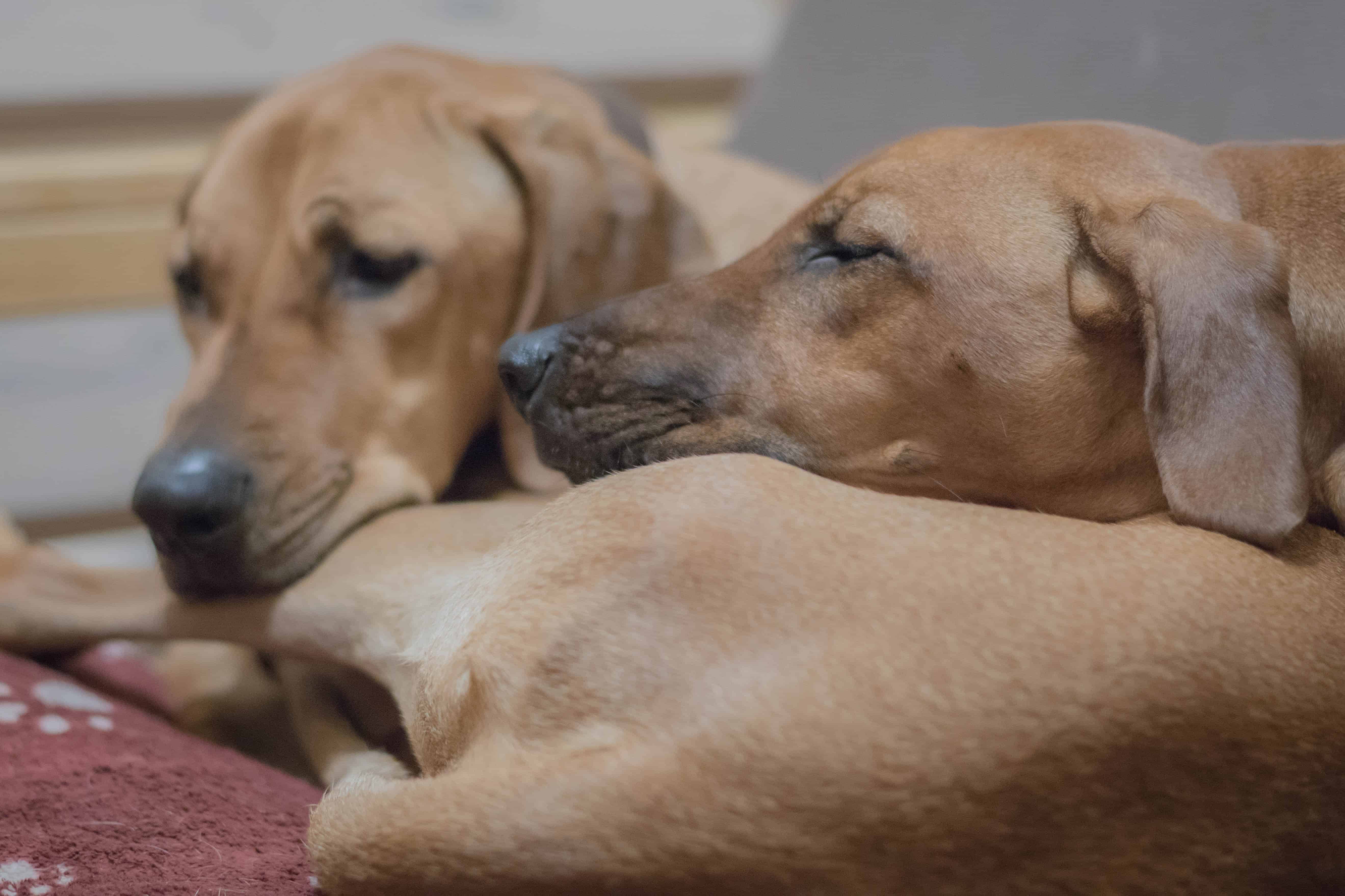 Rhodesian Ridgeback, puppy, chicago, marking our territory, dog, photos