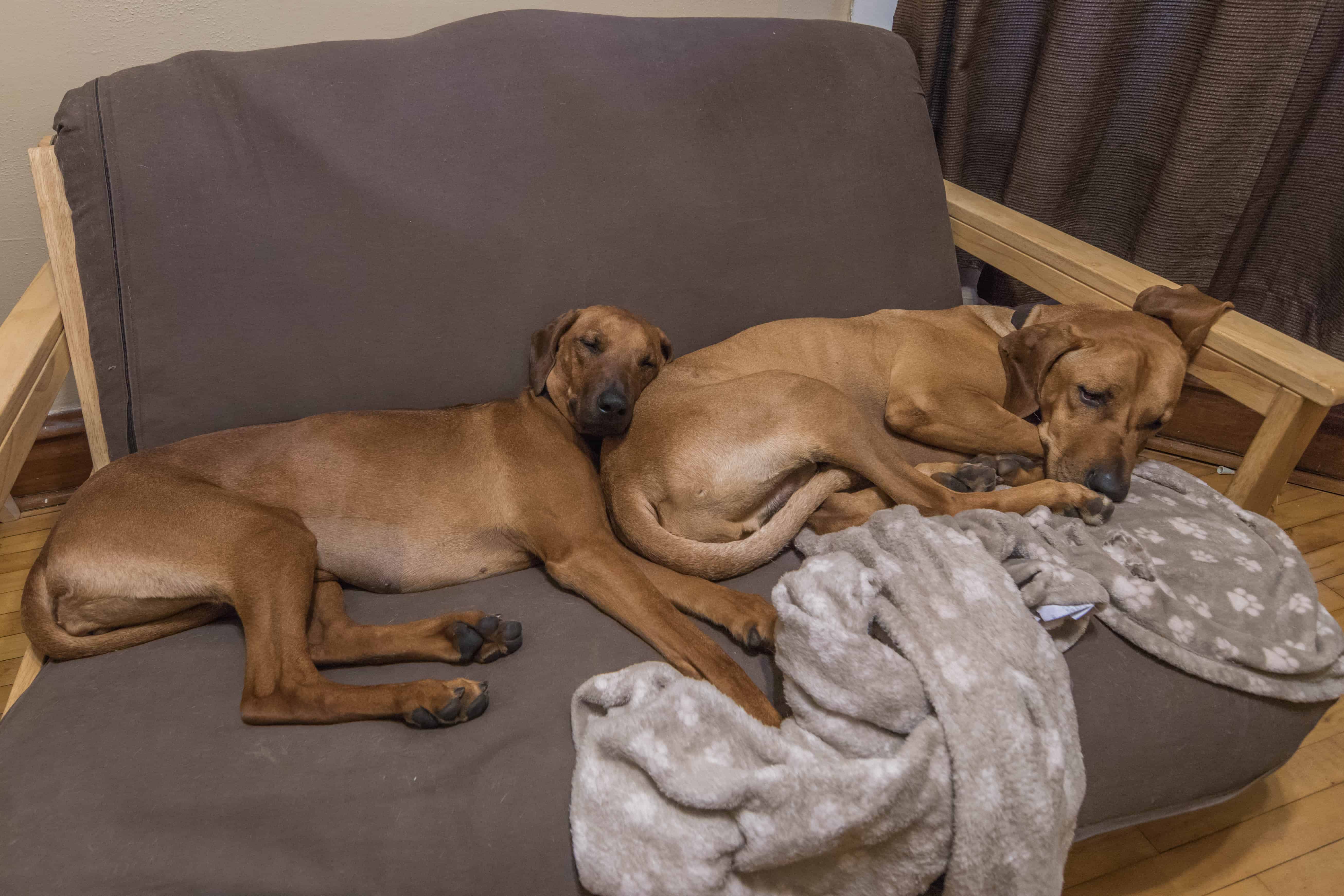 Rhodesian Ridgeback, puppy, chicago, dogs, cute