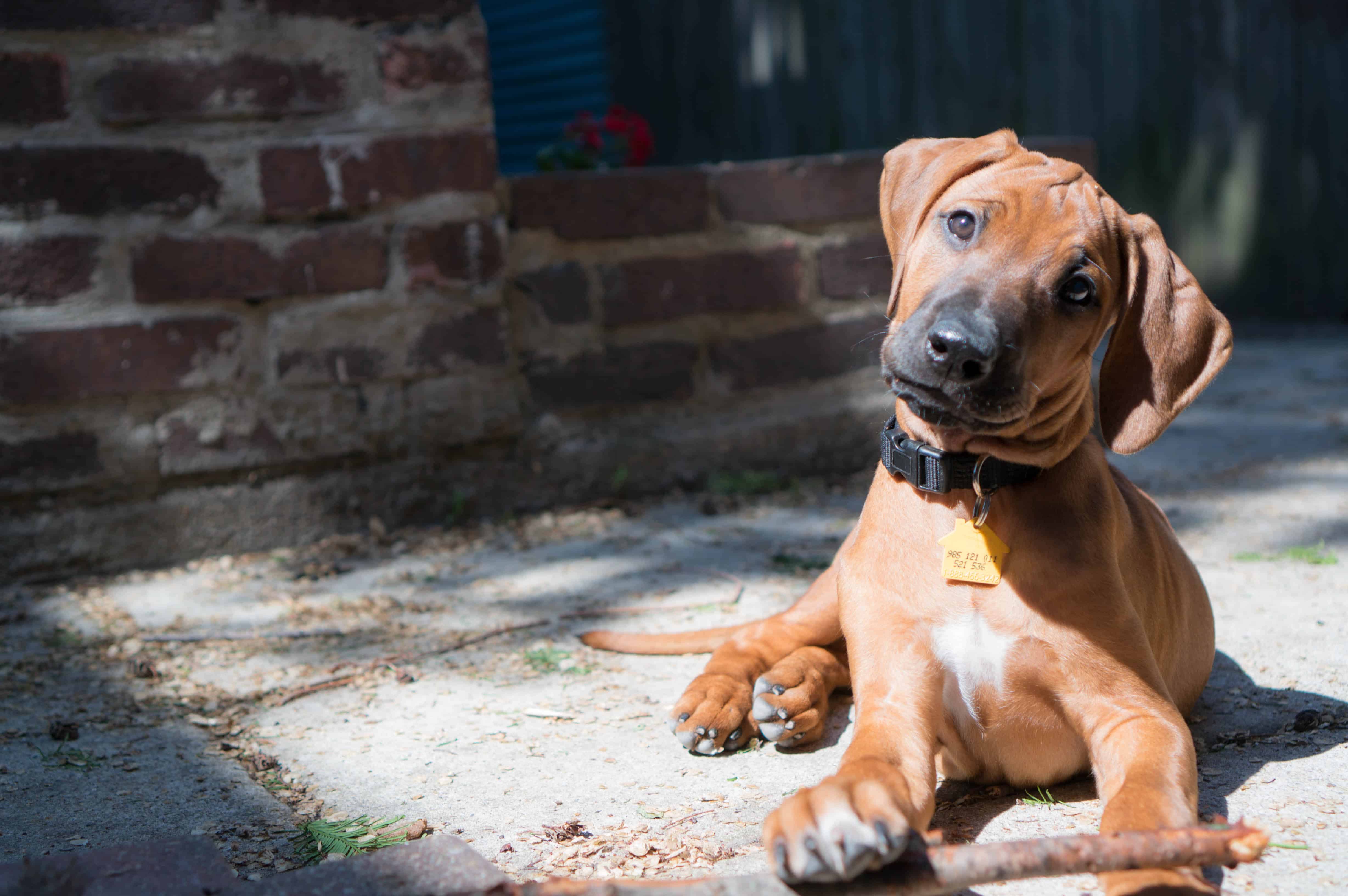 Rhodesian Ridgeback puppy, dogs, chicago, adventure, marking our territory