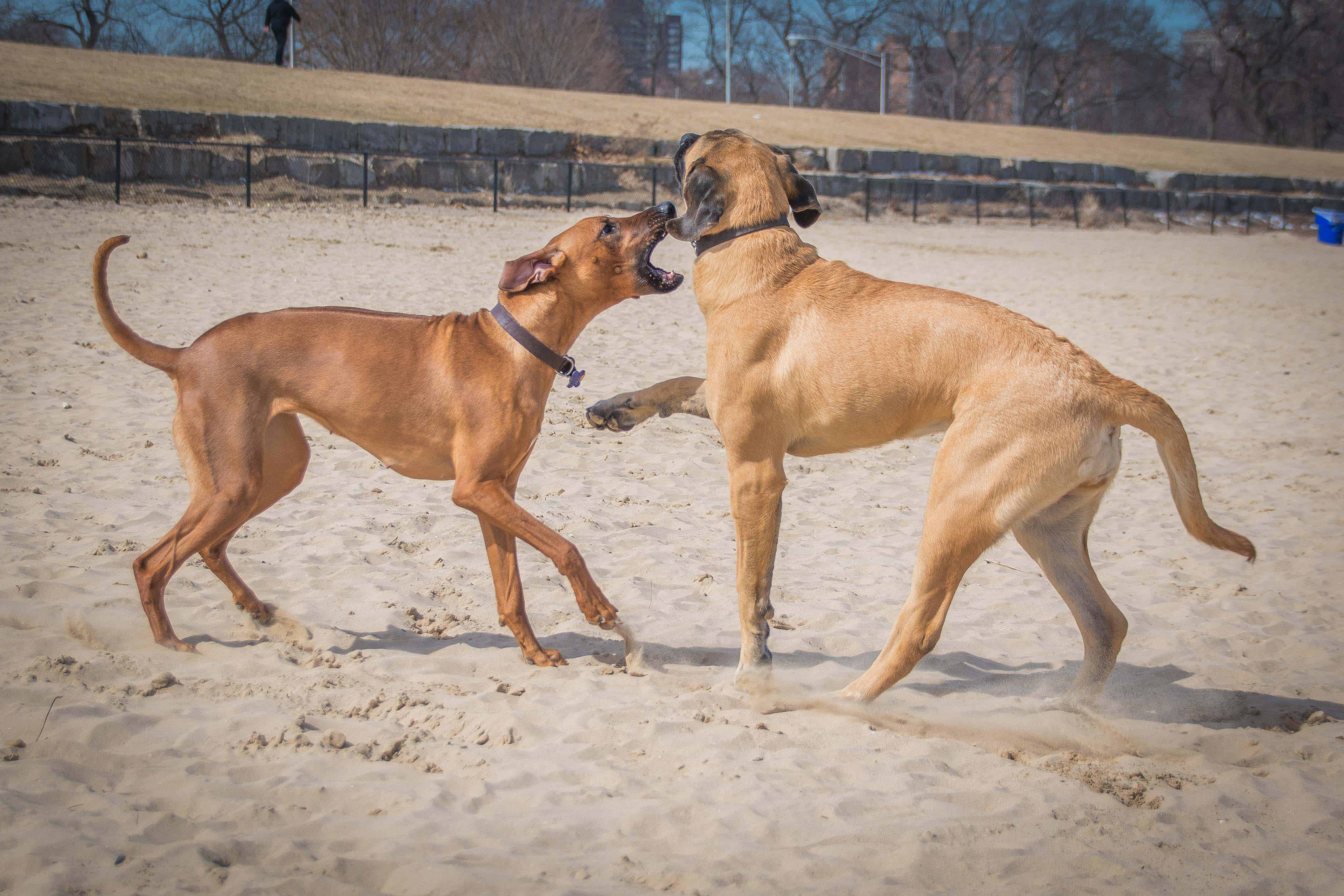 Rhodesian Ridgeback, puppy, montrose dog beach, chicago, adventure