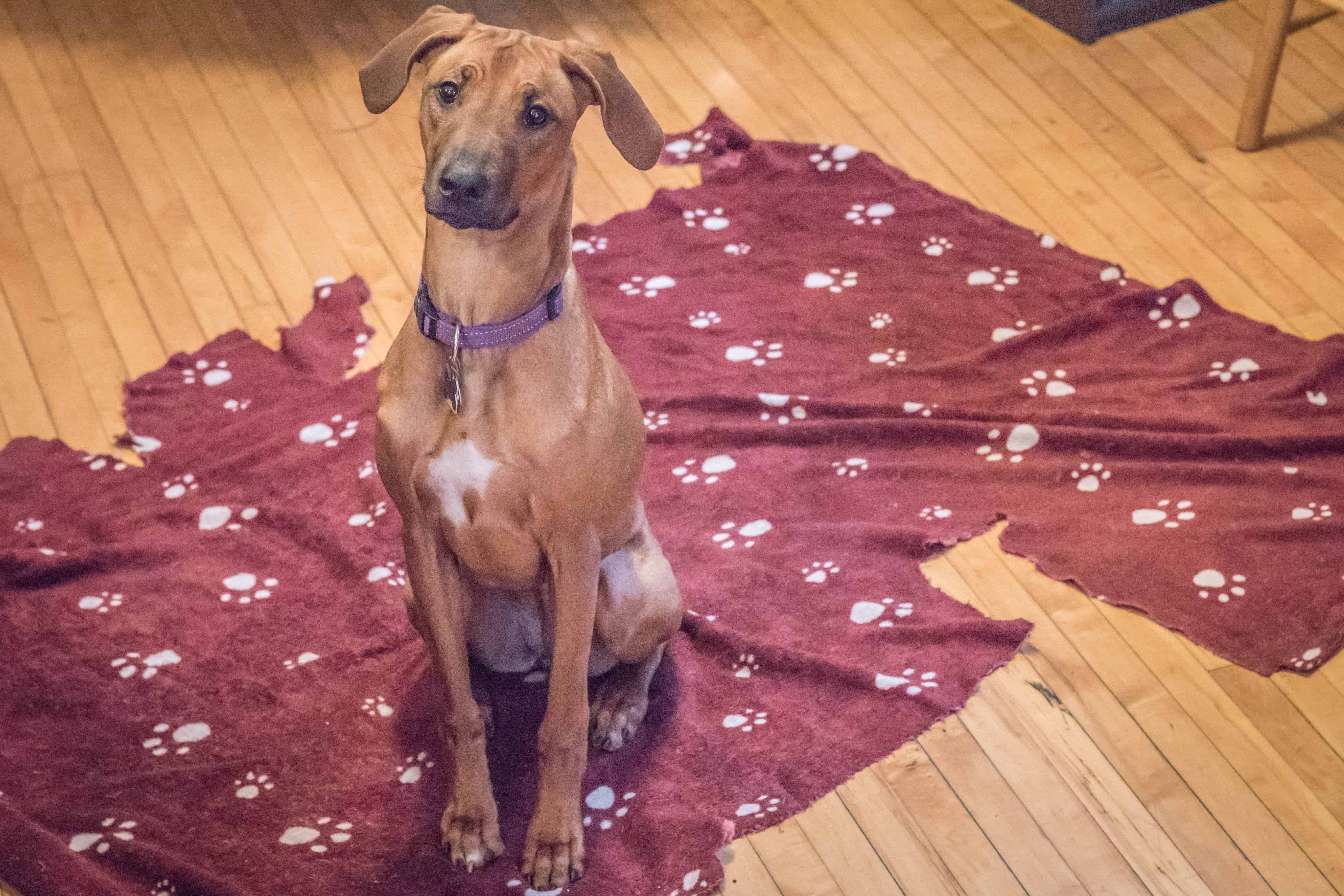 Rhodesian Ridgeback, puppy, chicago, marking our territory, dog, photos