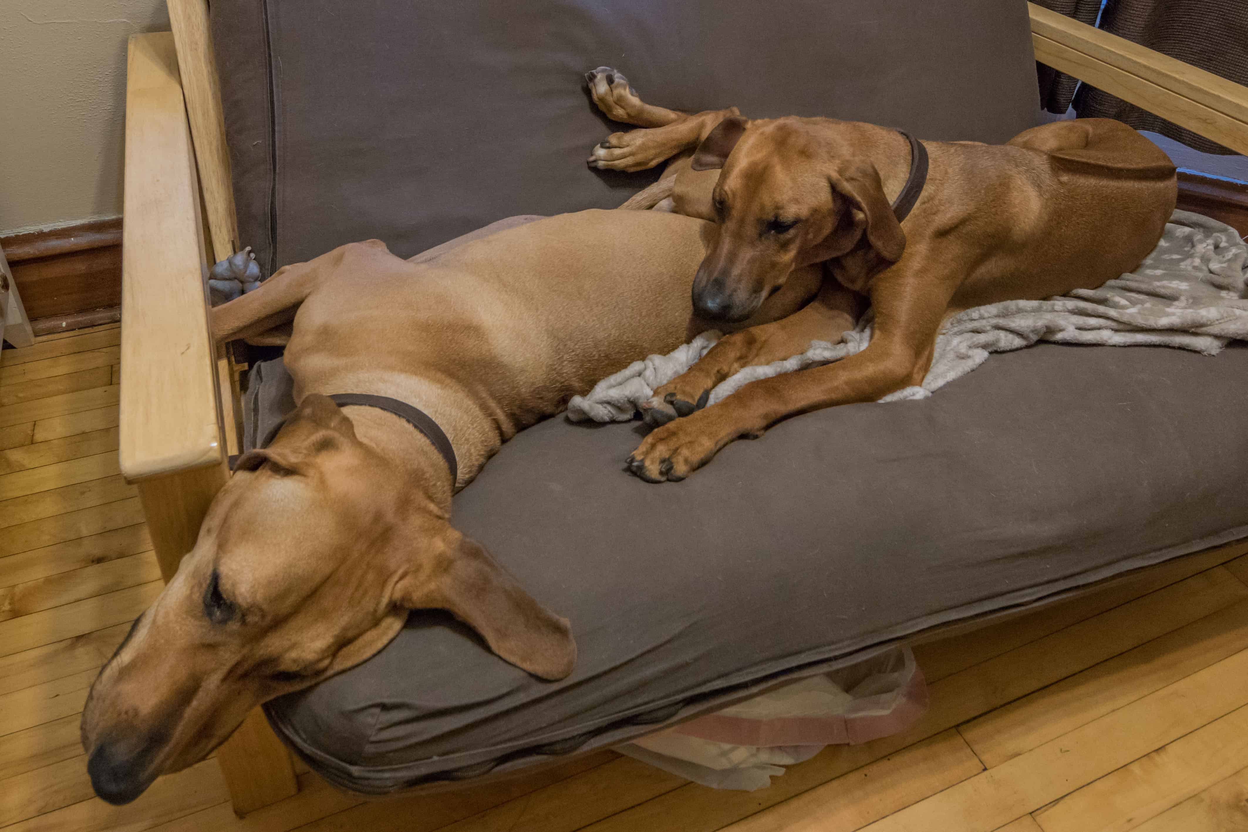 Rhodesian Ridgeback, puppy, chicago, dogs, cute