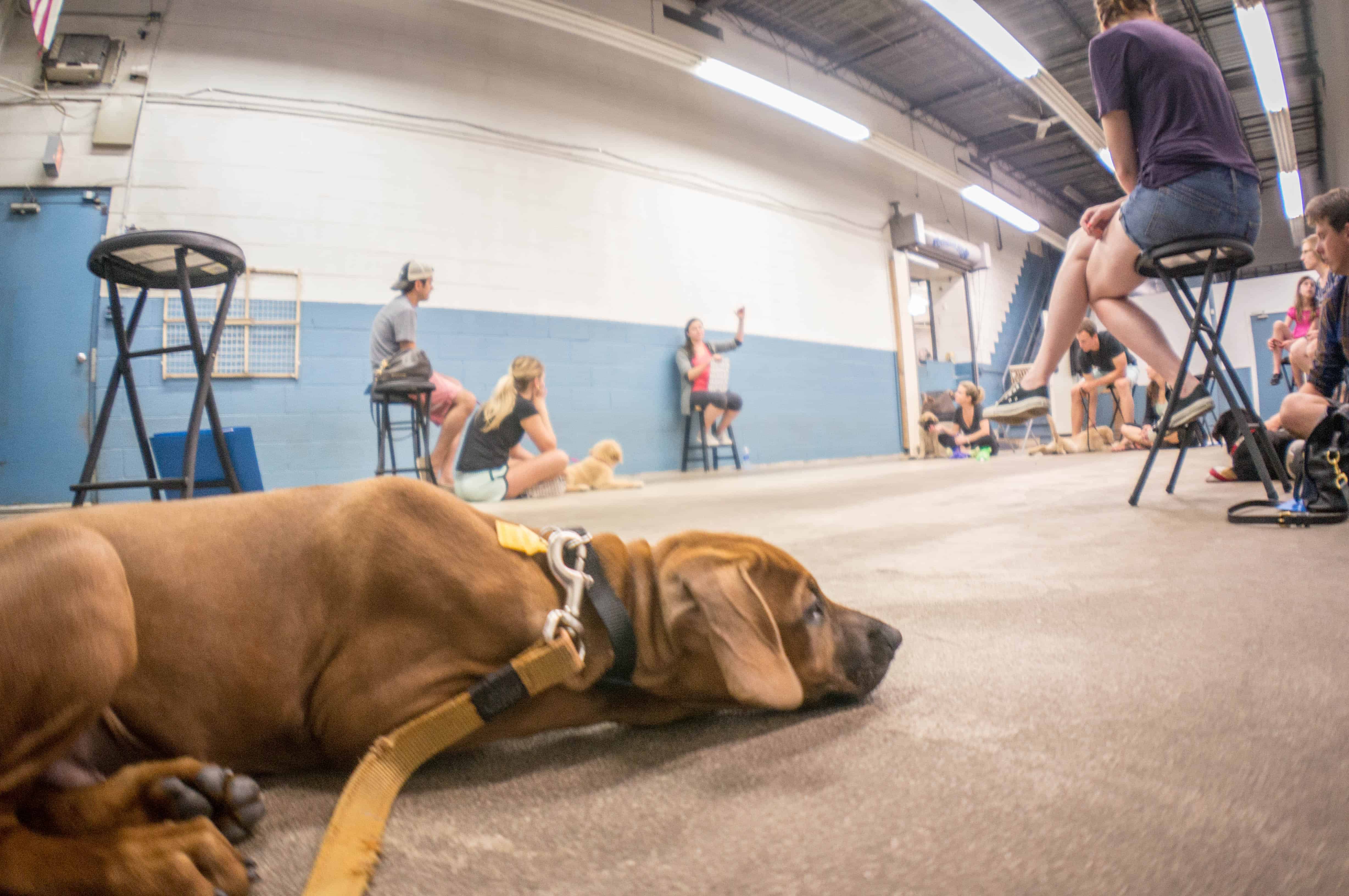 Rhodesian Ridgeback puppy, dogs, chicago, adventure, marking our territory