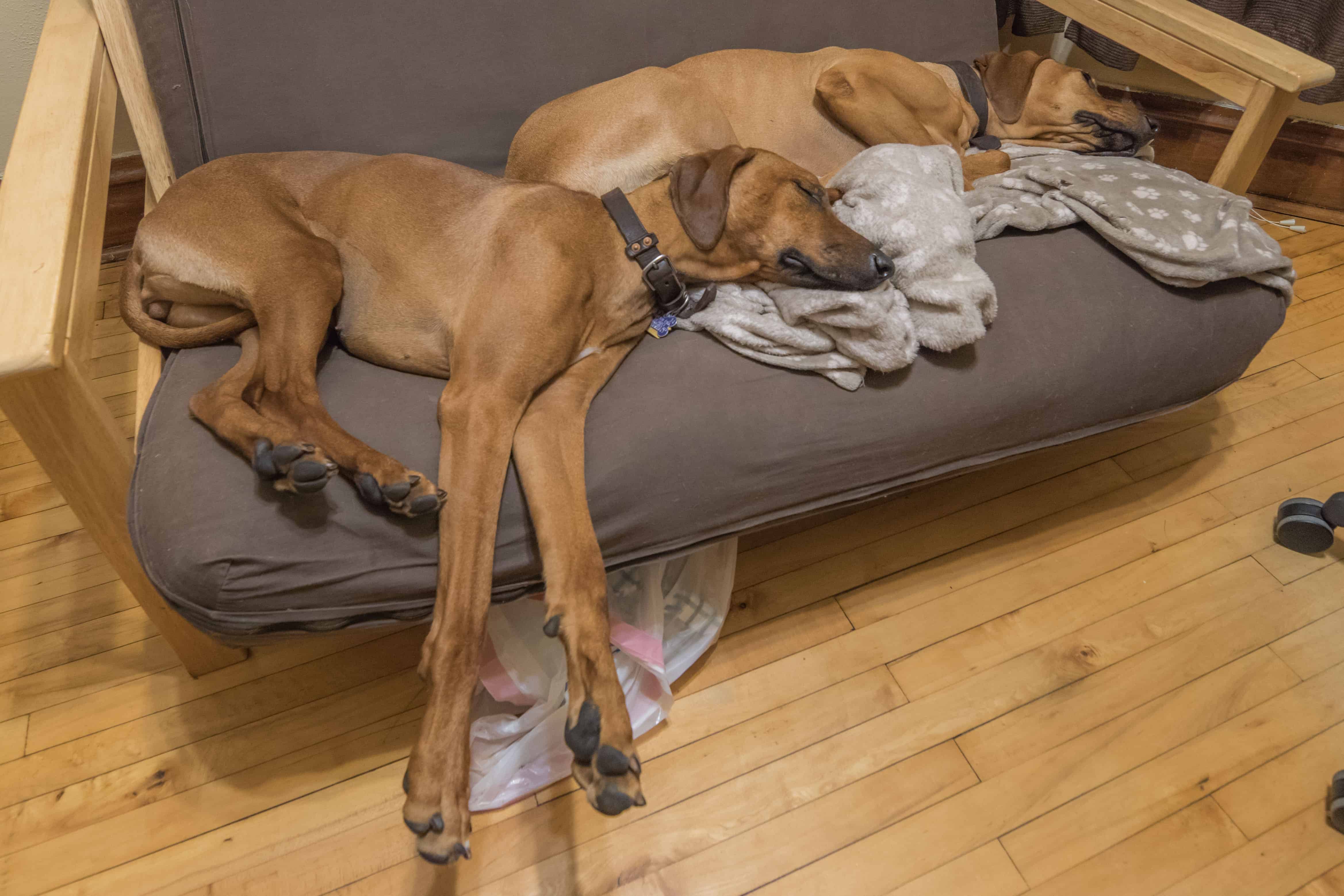 Rhodesian Ridgeback, puppy, chicago, dogs, cute