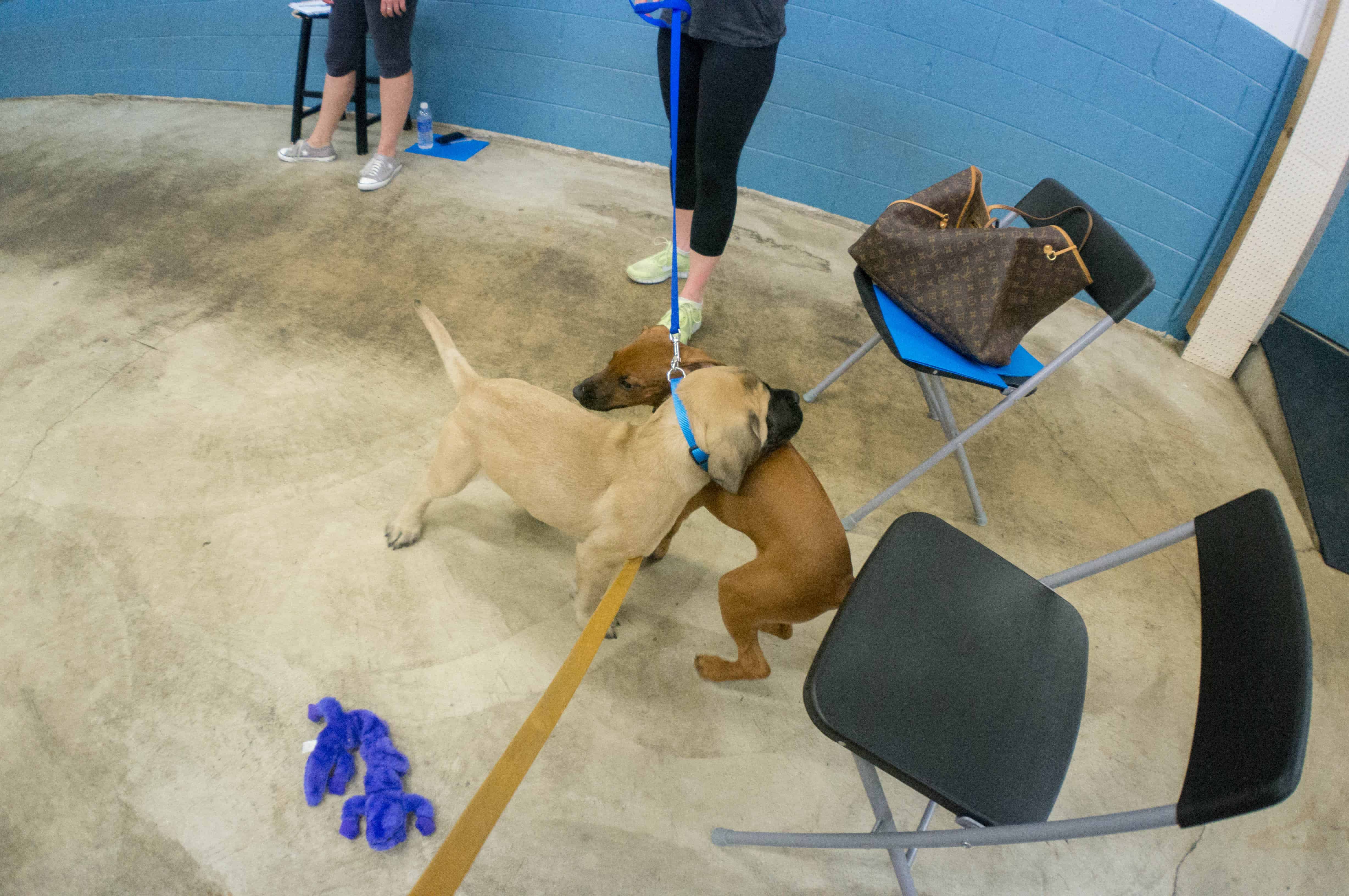 Rhodesian Ridgeback puppy, dogs, chicago, adventure, marking our territory