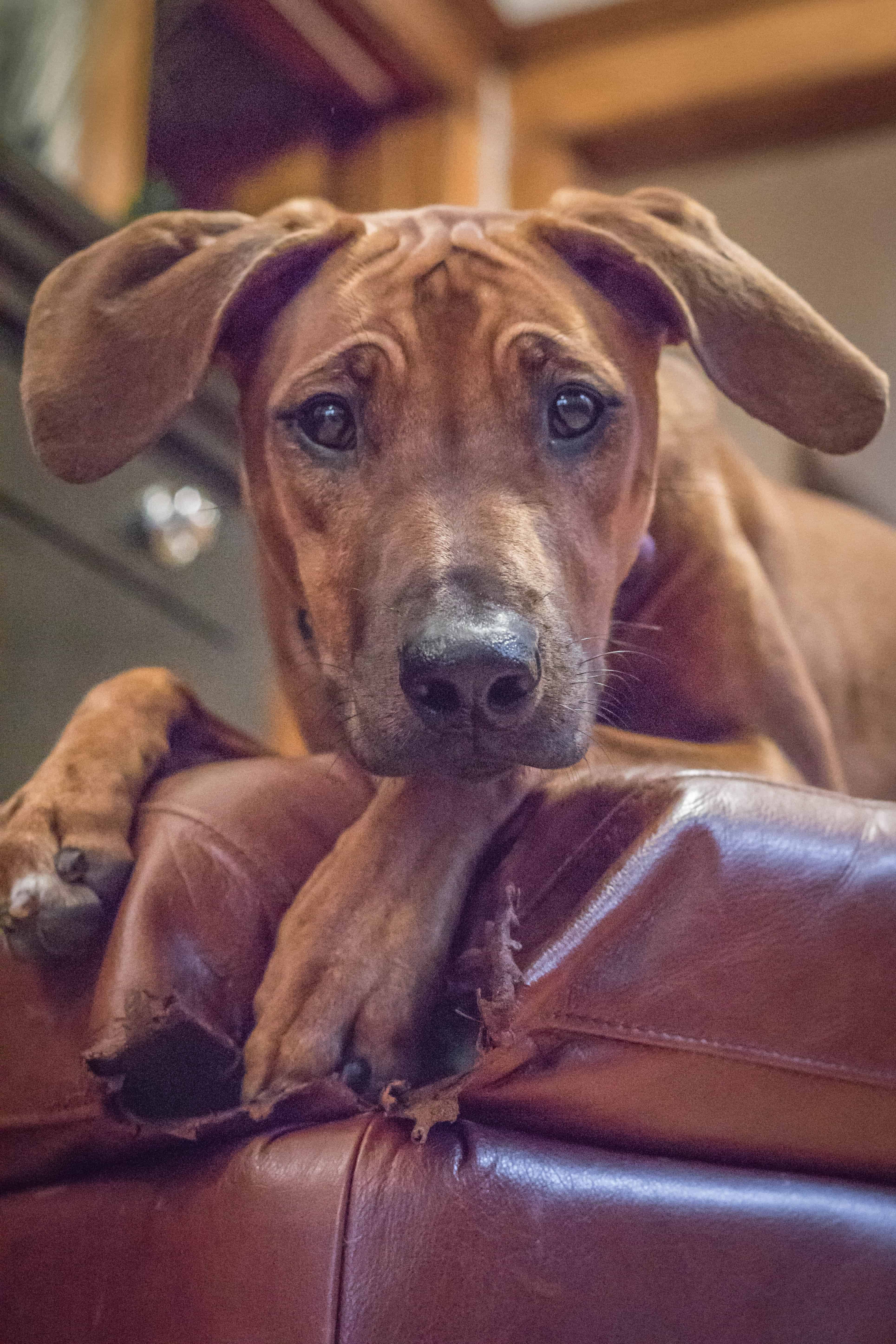 Rhodesian Ridgeback, puppy, chicago, marking our territory, dog, photos