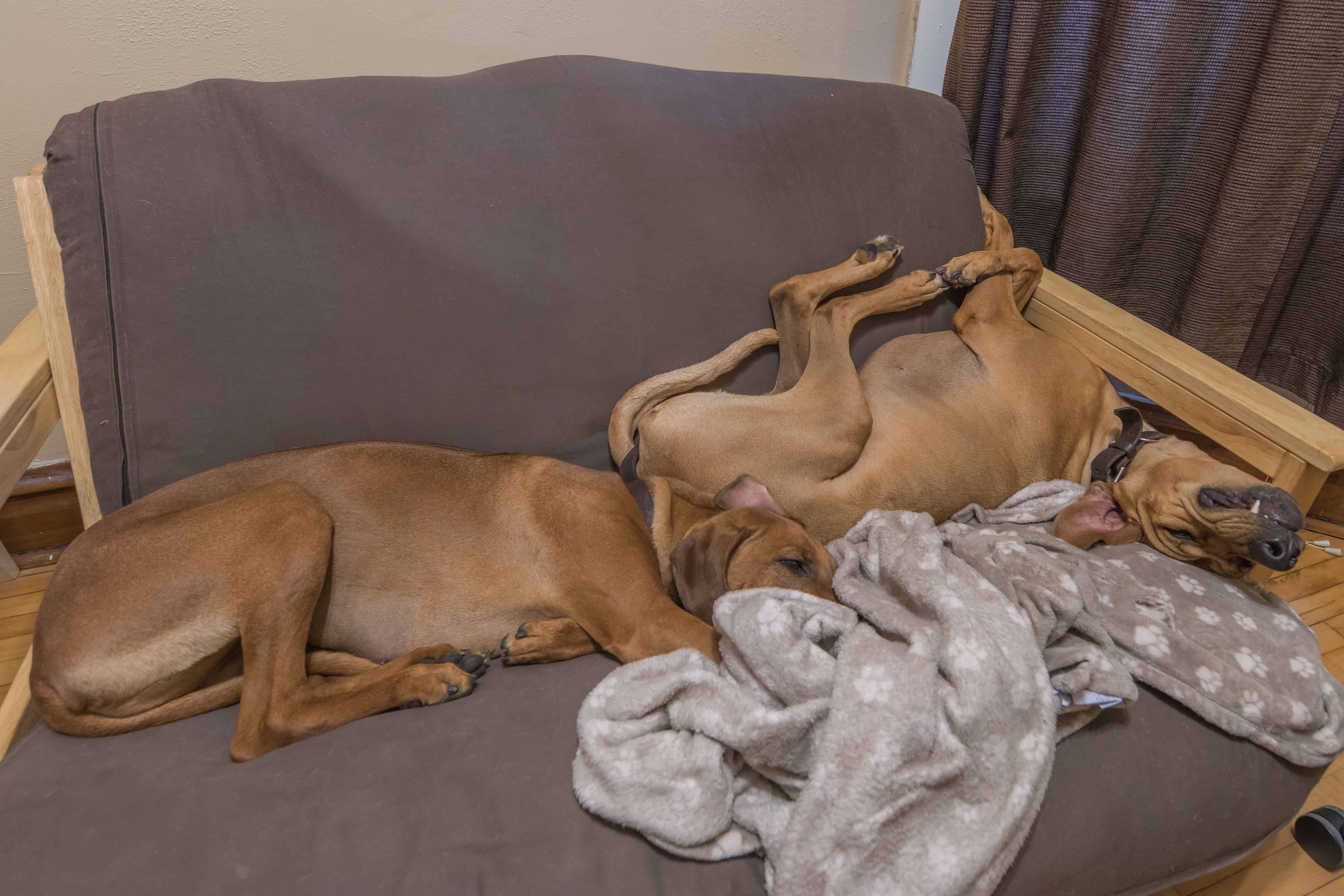 Rhodesian Ridgeback, puppy, chicago, dogs, cute