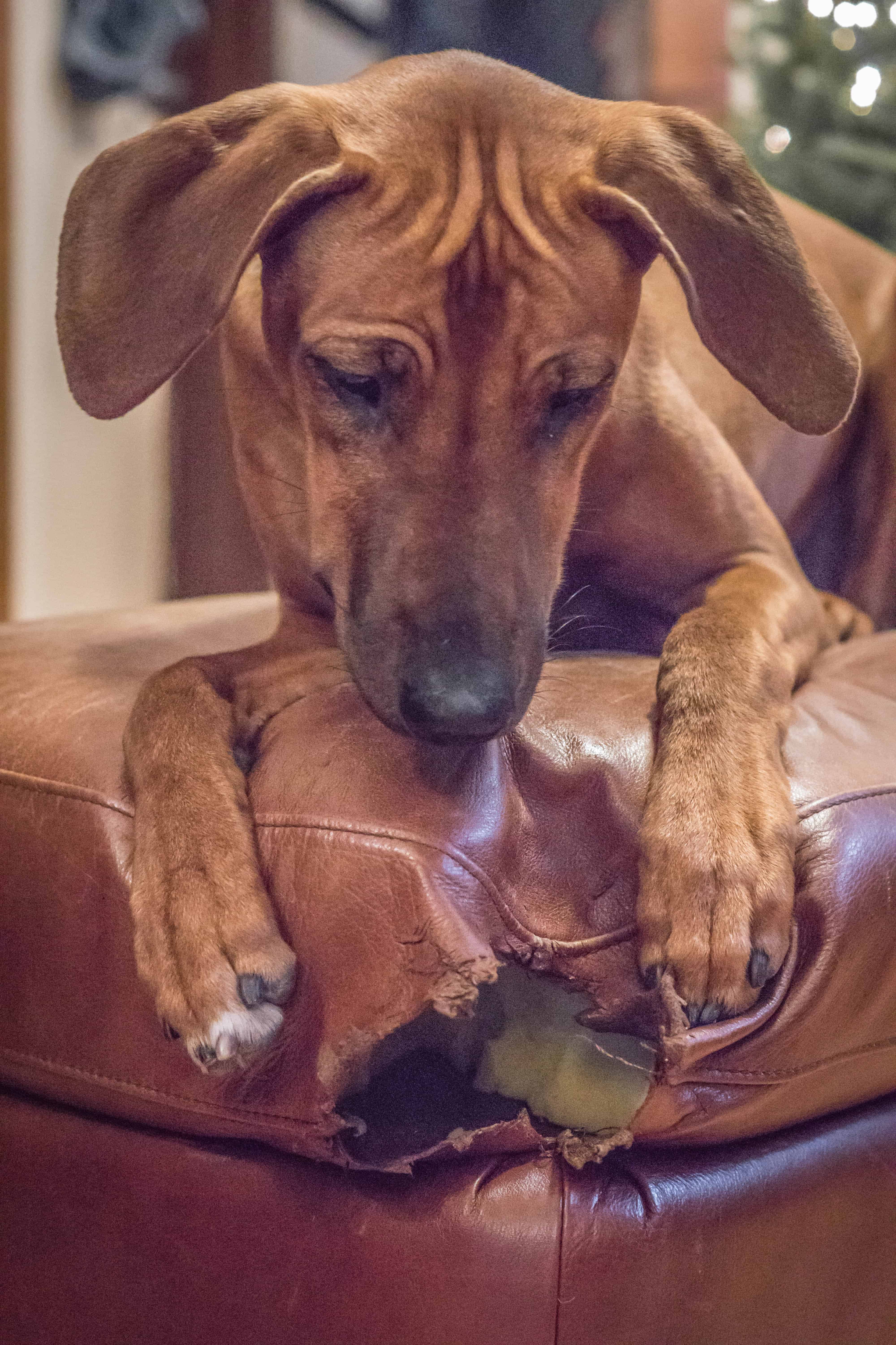 Rhodesian Ridgeback, puppy, chicago, marking our territory, dog, photos