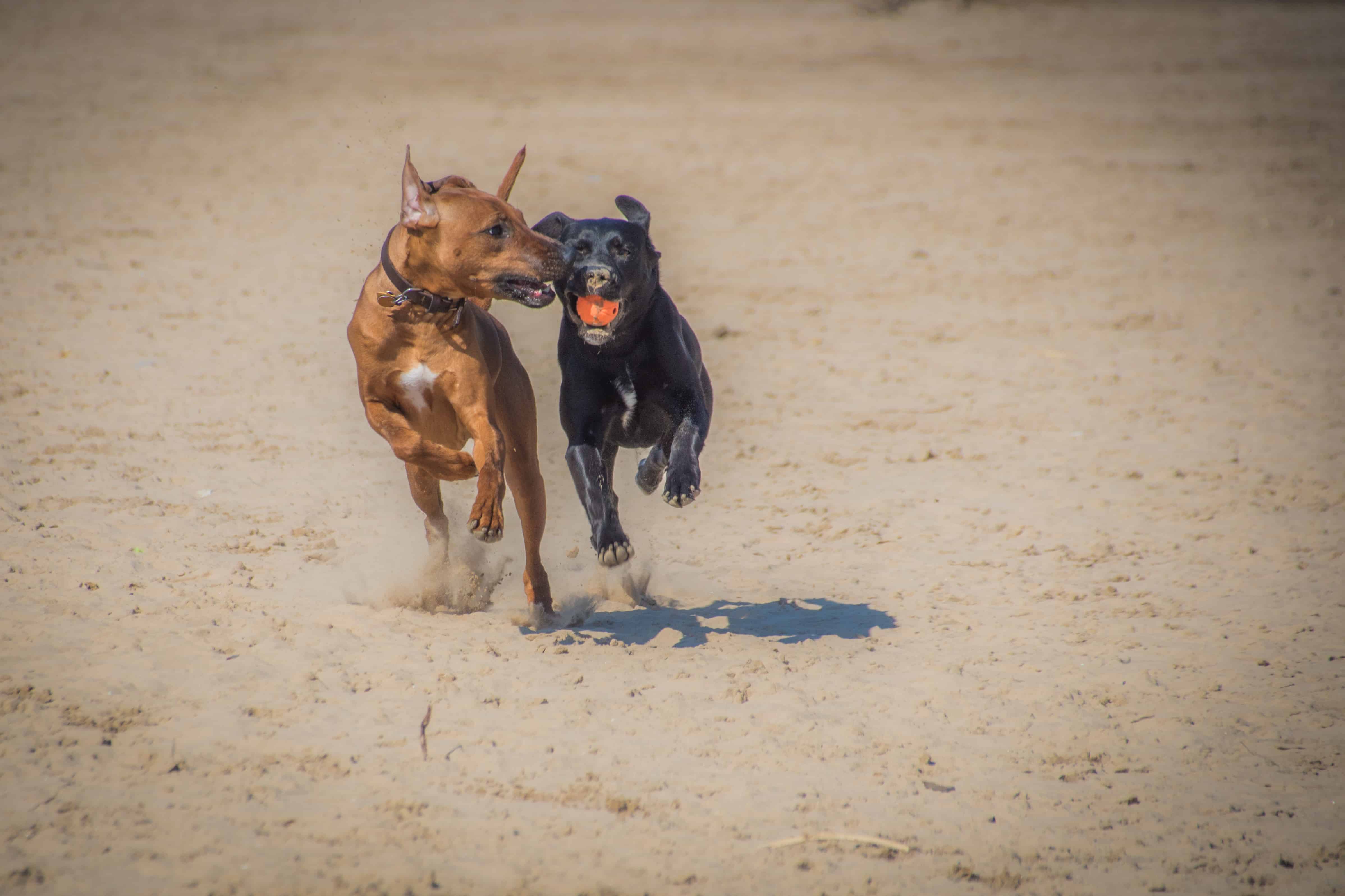 Rhodesian Ridgeback, puppy, montrose dog beach, chicago, adventure