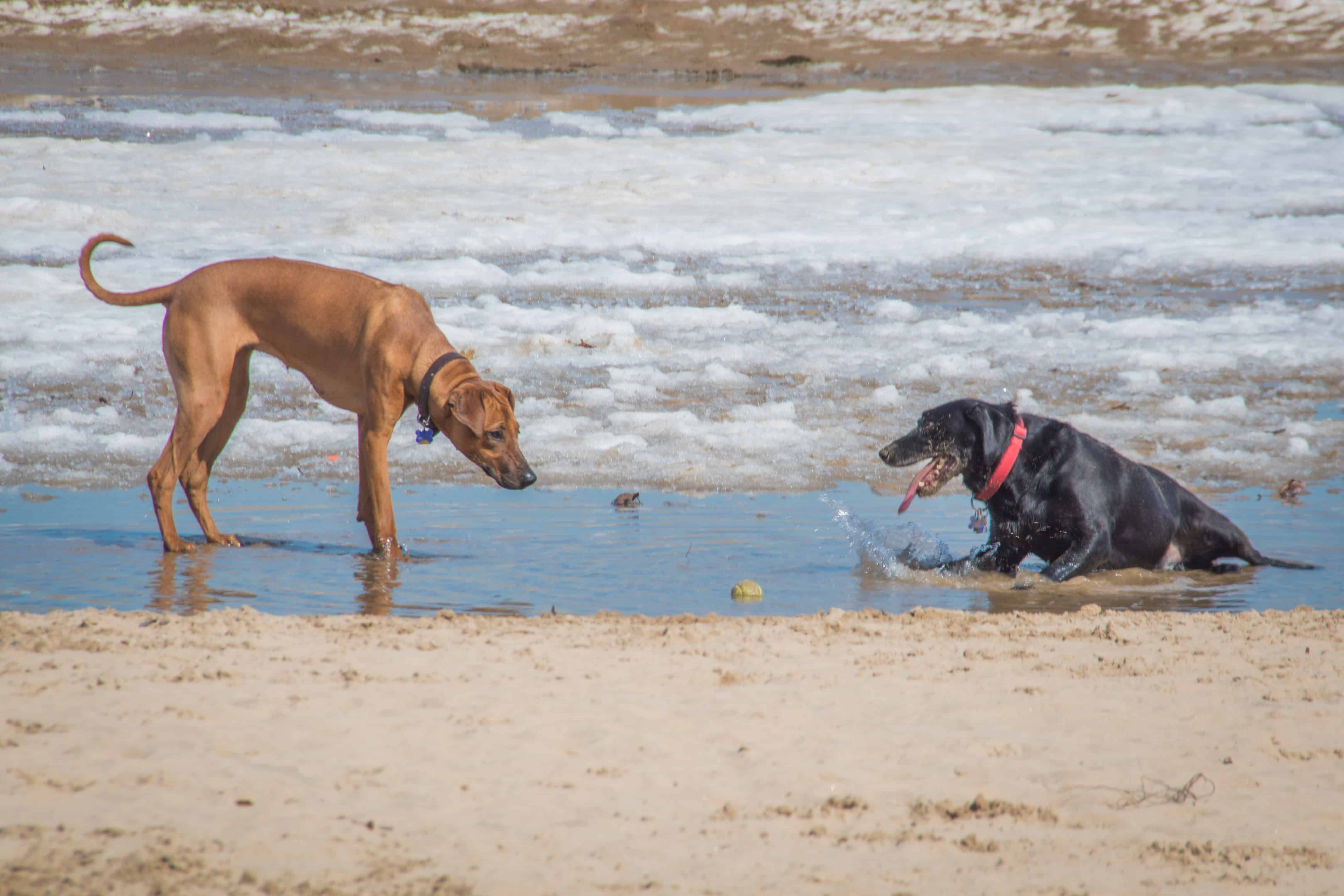 Rhodesian Ridgeback, puppy, montrose dog beach, chicago, adventure