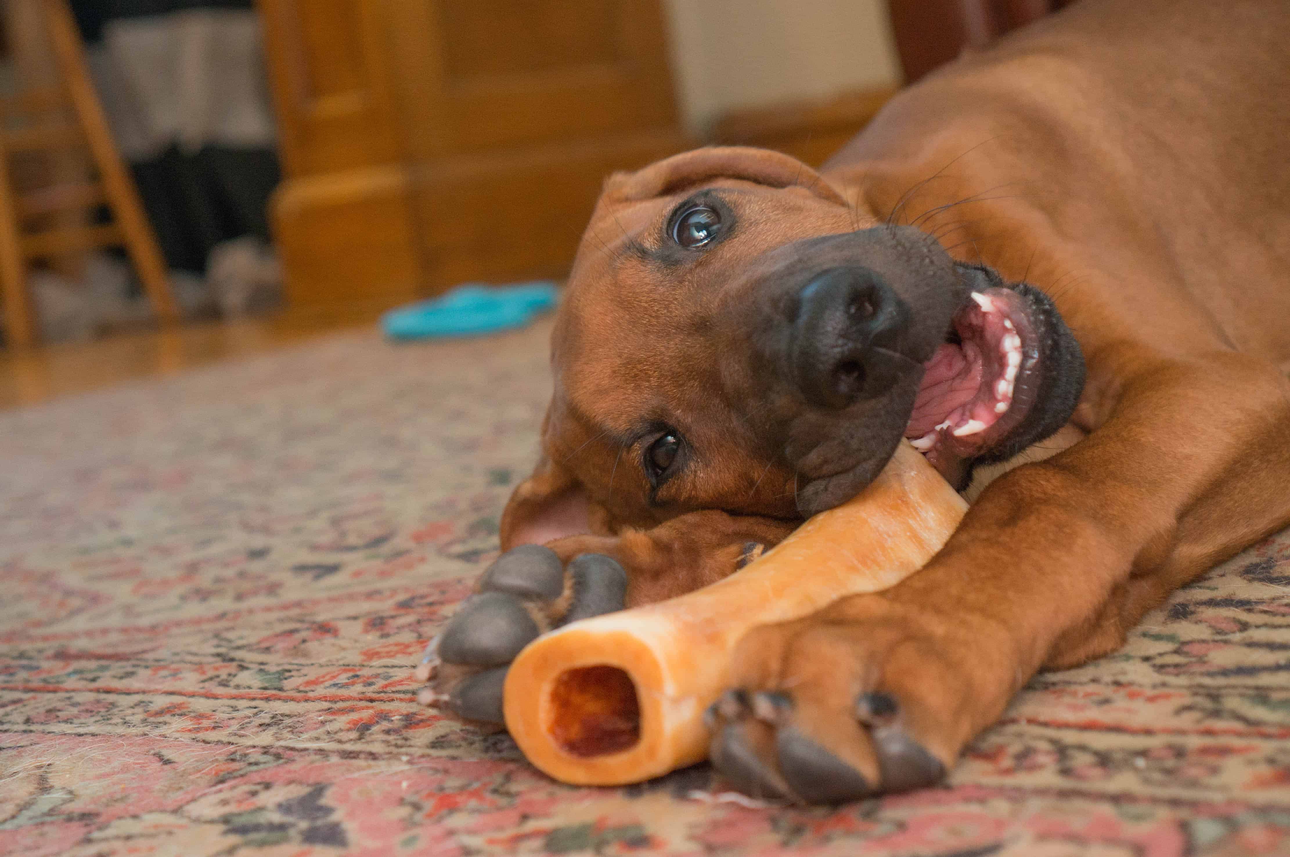 Rhodesian Ridgeback, puppy, teething, chicago, marking our territory