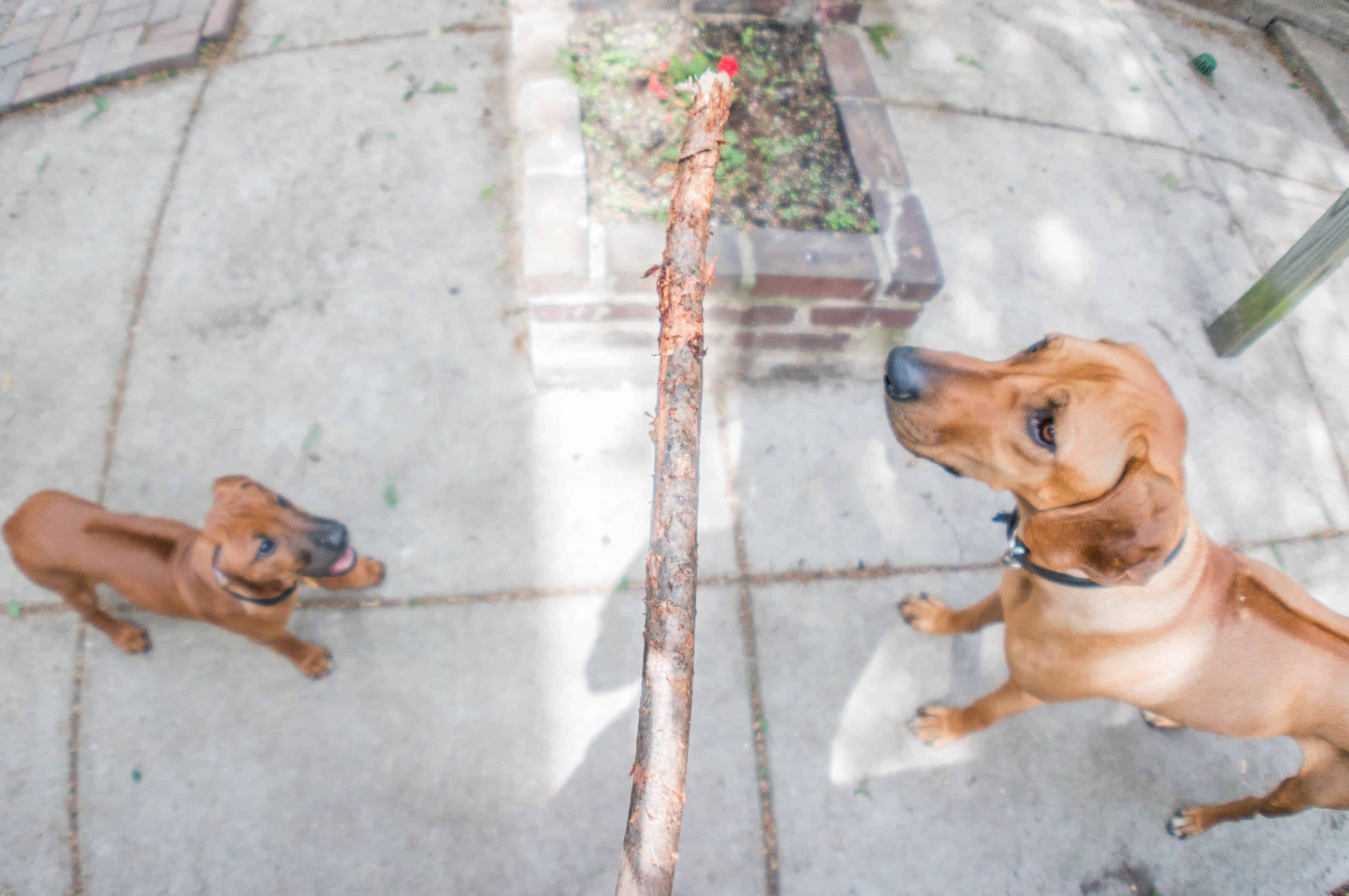 Rhodesian Ridgeback, puppy, marking our territory, blog, adventure, chicago, dogs