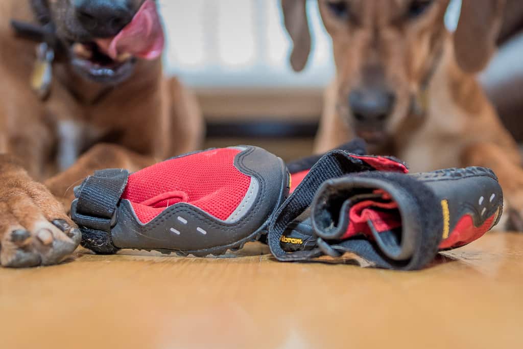 Rhodesian Ridgeback, blog, dog boots, cute, chicago, adventure