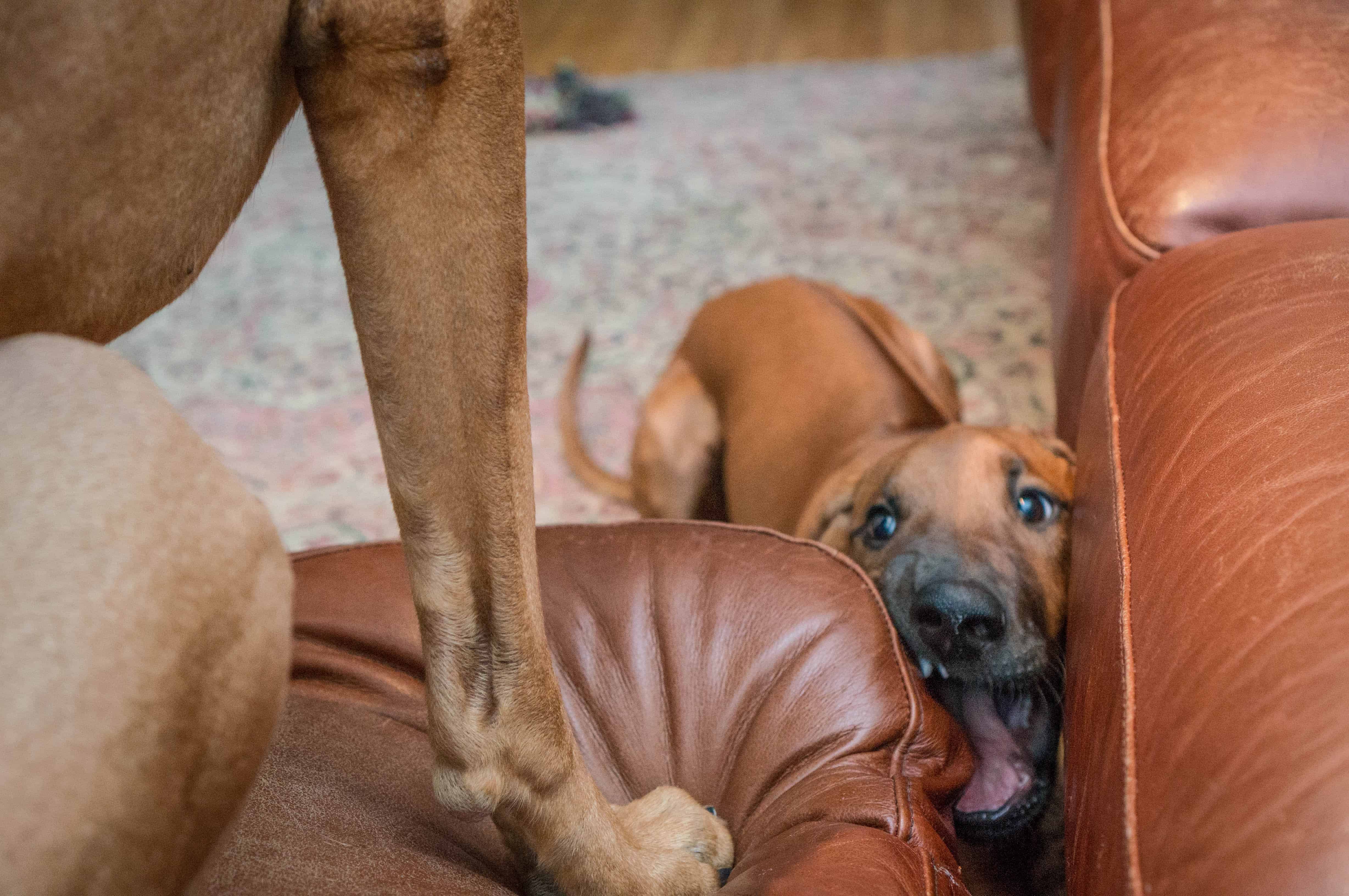 Rhodesian Ridgeback, puppy, teething, chicago, marking our territory