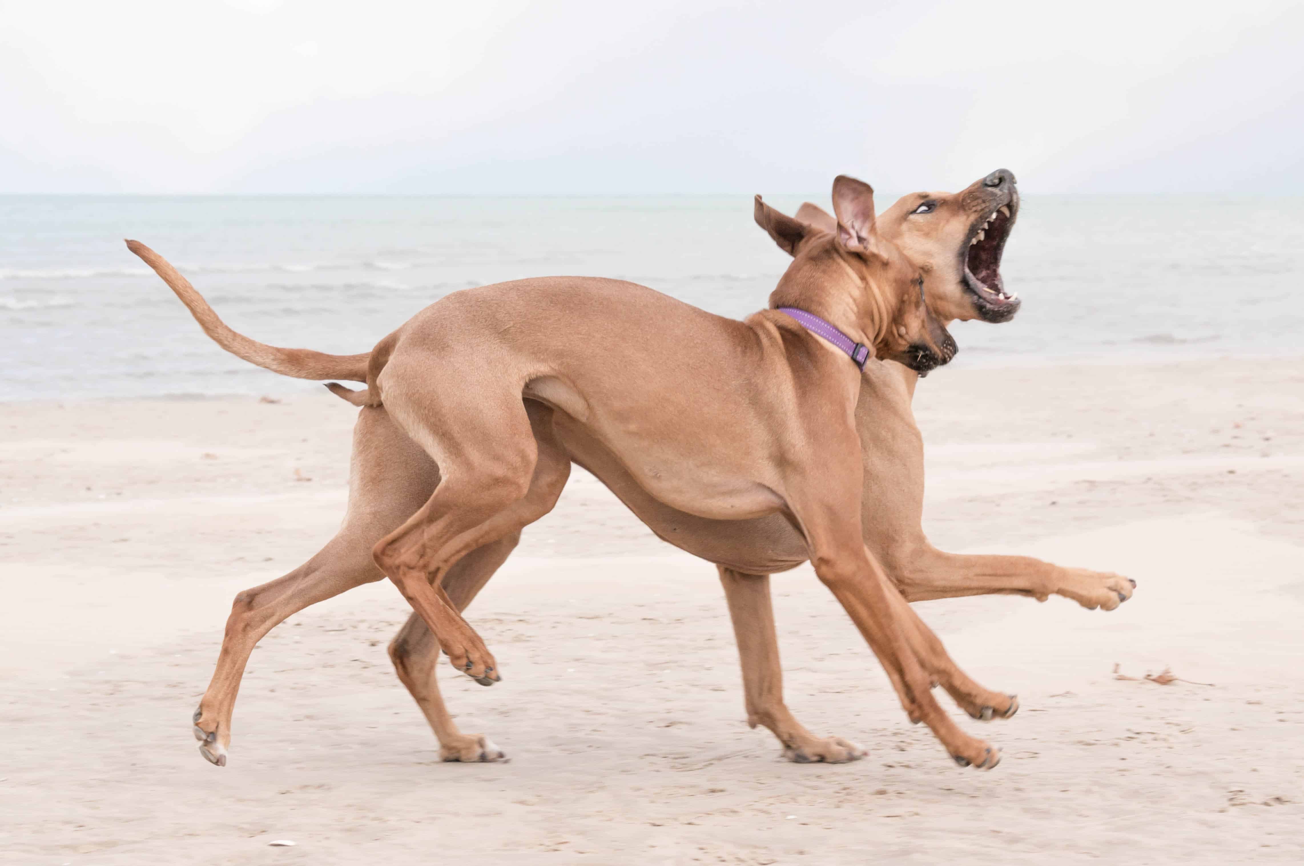 Rhodesian Ridgeback, puppy, chicago, dog beach