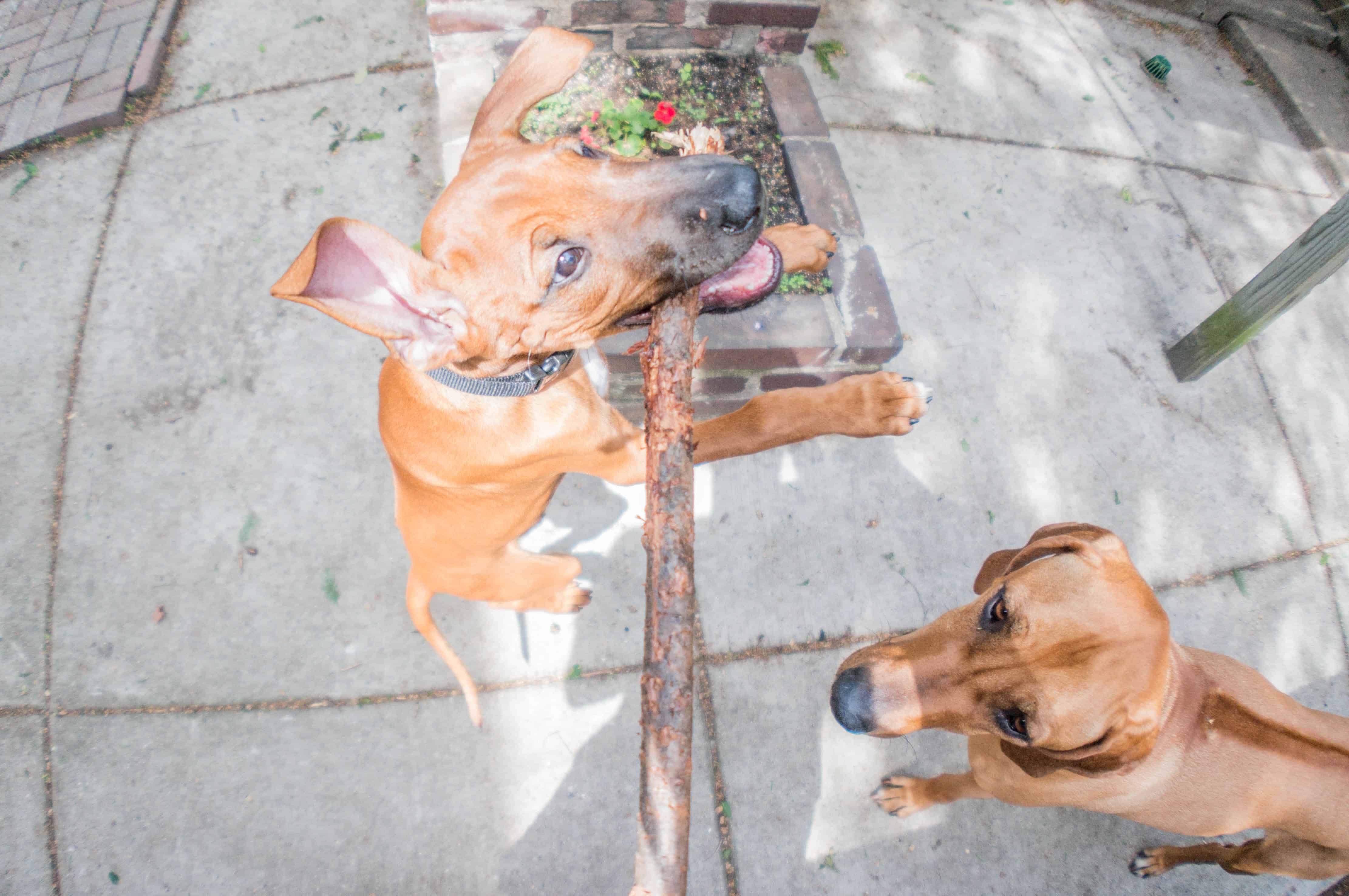 Rhodesian Ridgeback, puppy, marking our territory, blog, adventure, chicago, dogs