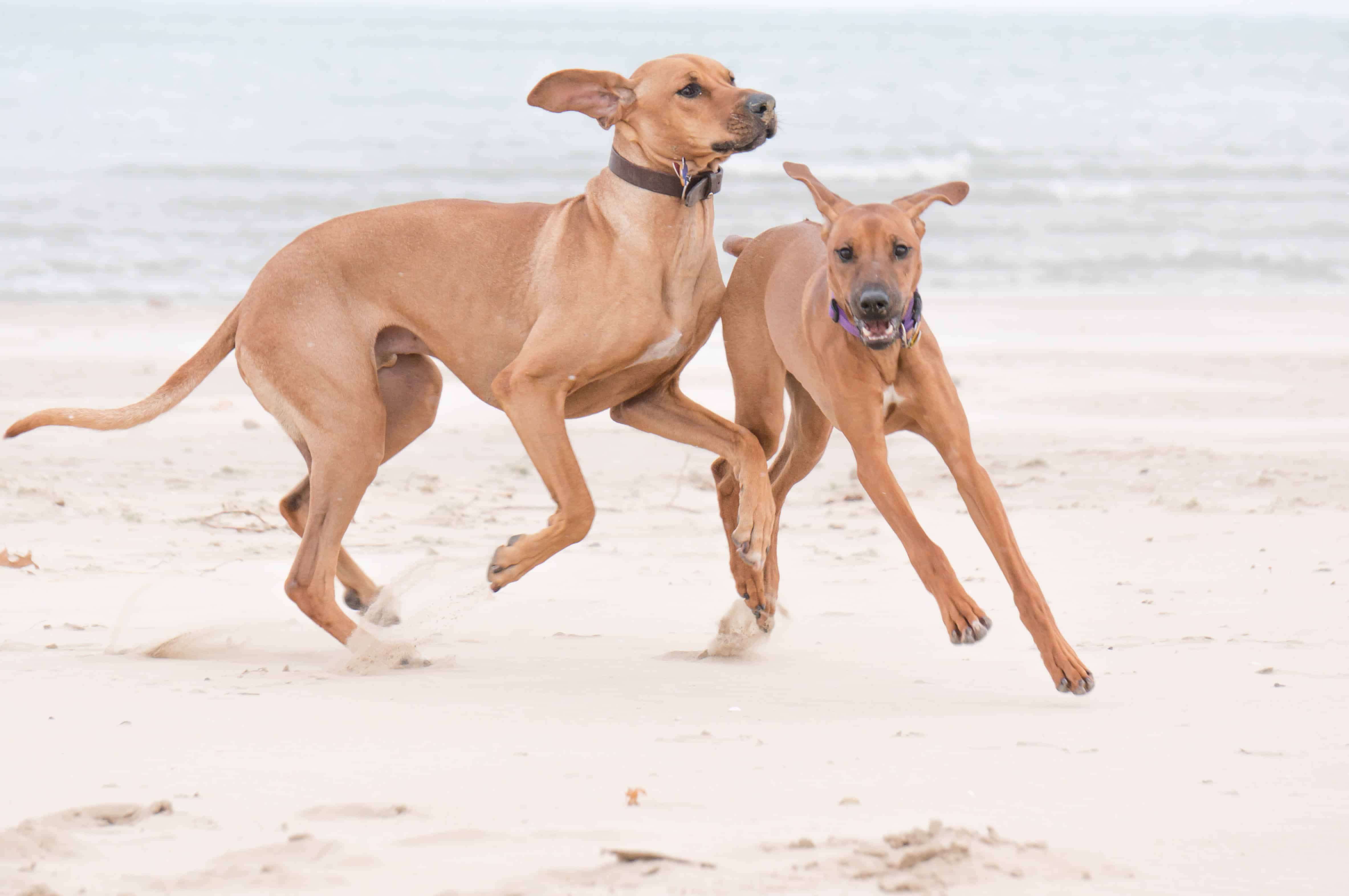 Rhodesian Ridgeback, puppy, chicago, dog beach