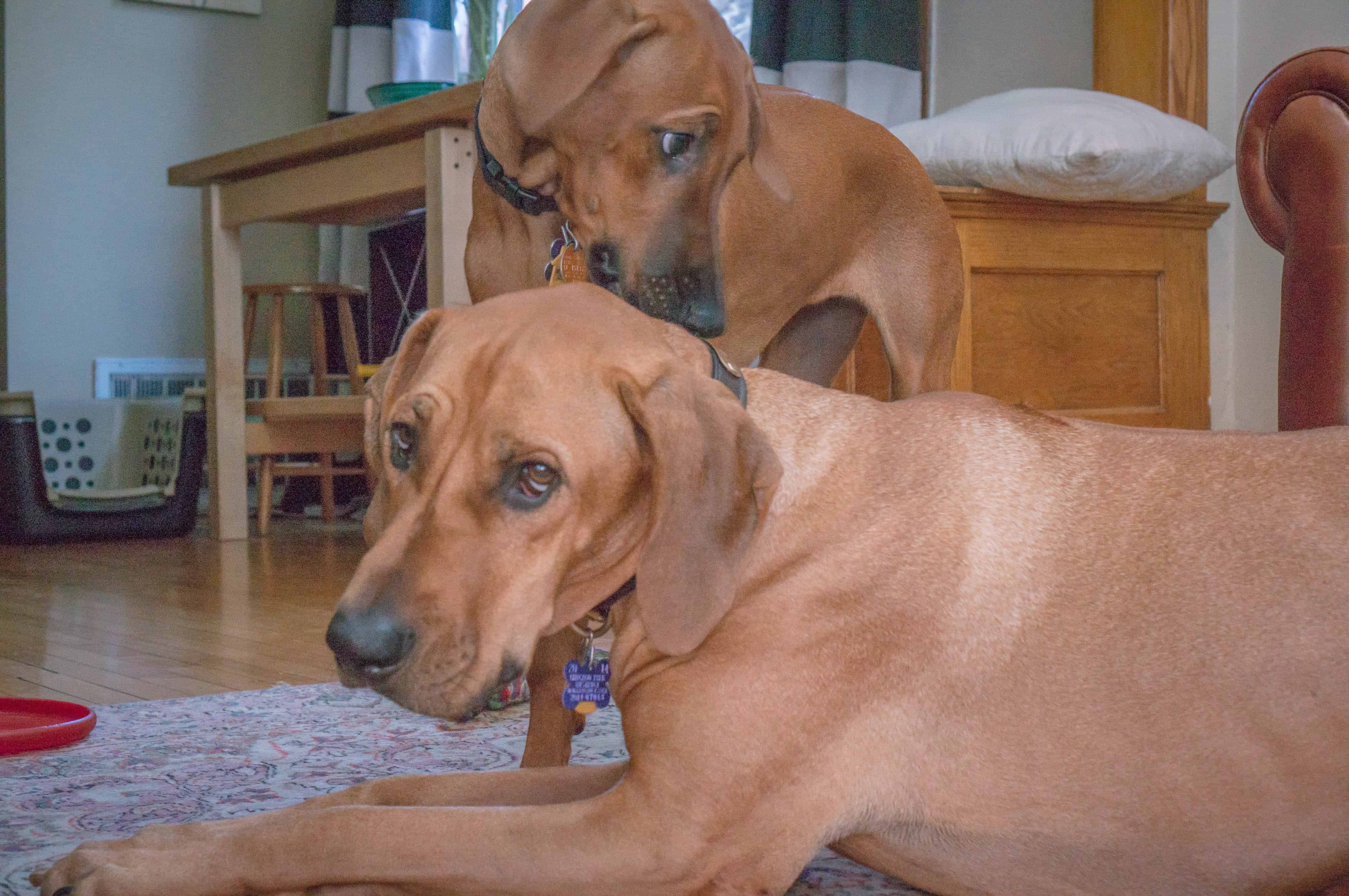 Rhodesian Ridgeback, puppy, teething, chicago, marking our territory