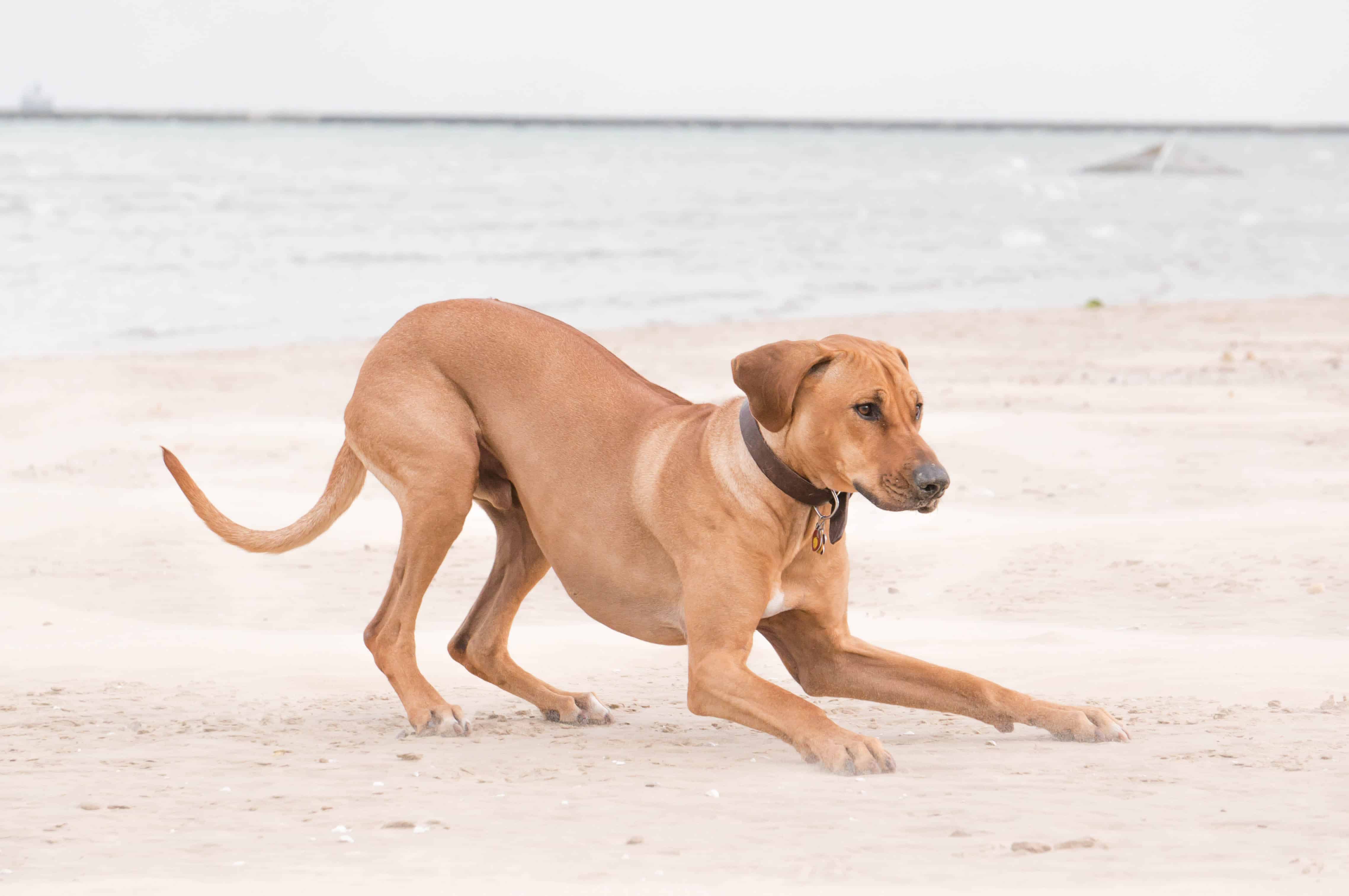 Rhodesian Ridgeback, puppy, chicago, dog beach