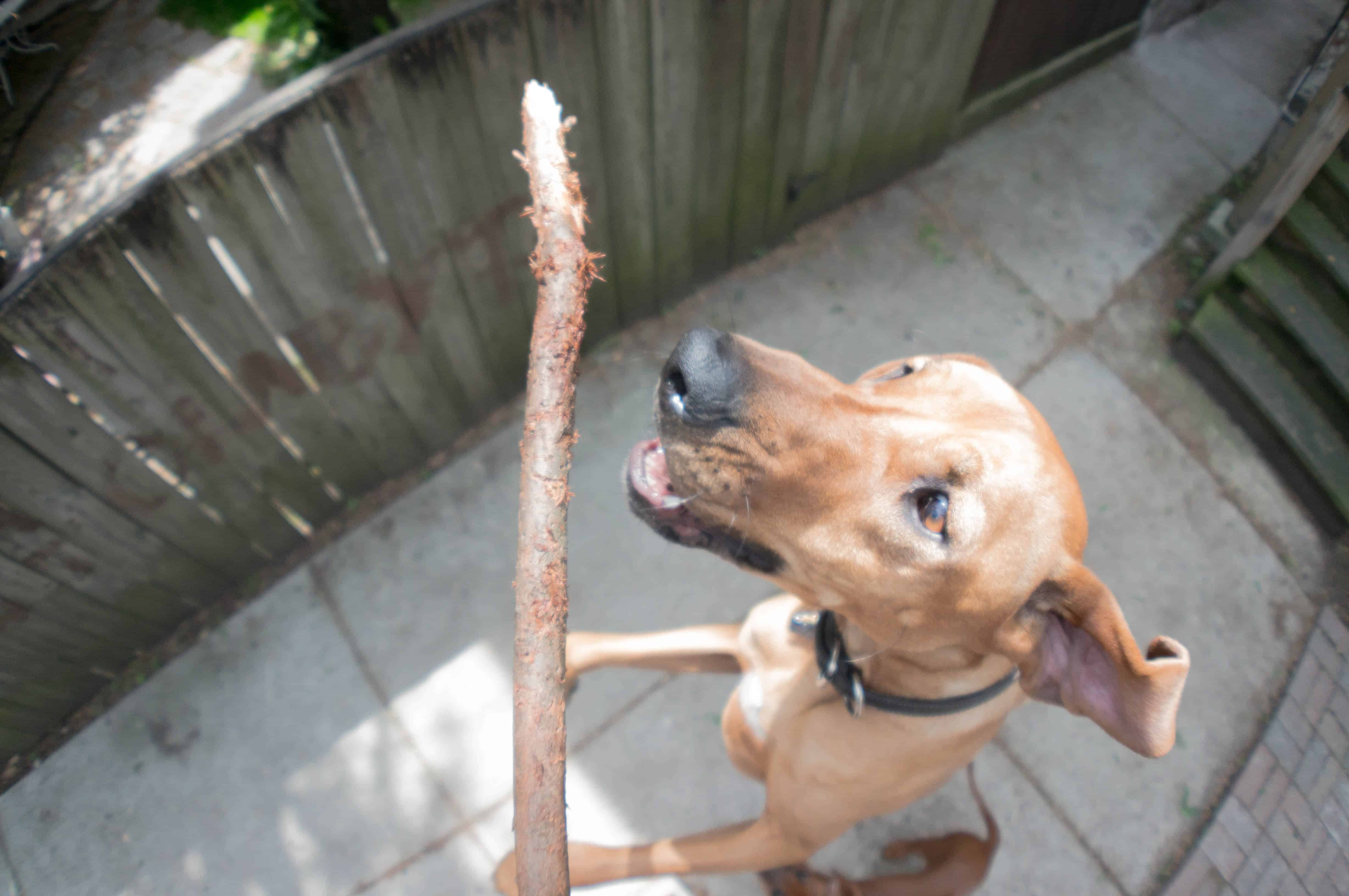 Rhodesian Ridgeback, puppy, marking our territory, blog, adventure, chicago, dogs