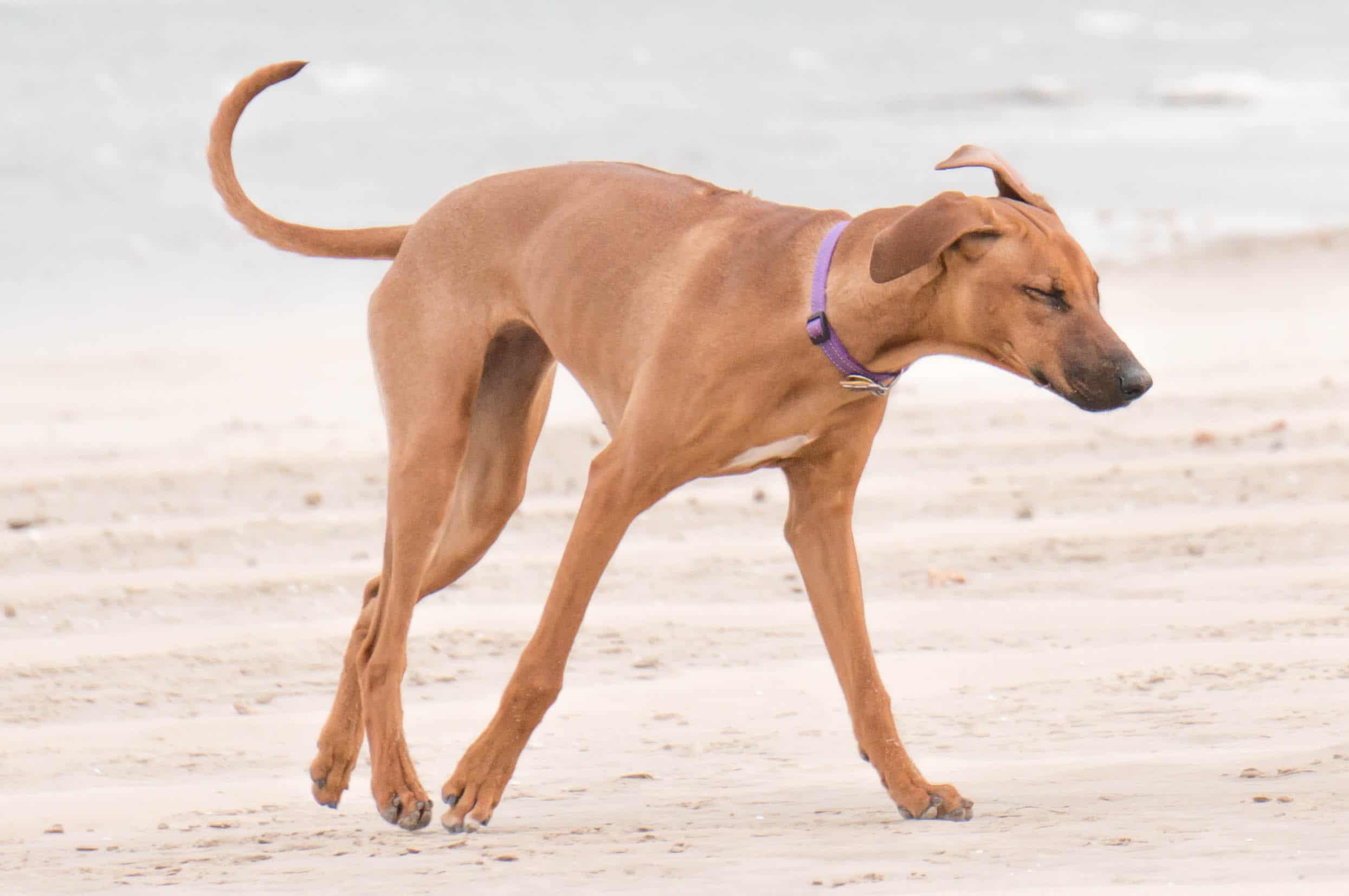 Rhodesian Ridgeback, puppy, chicago, dog beach