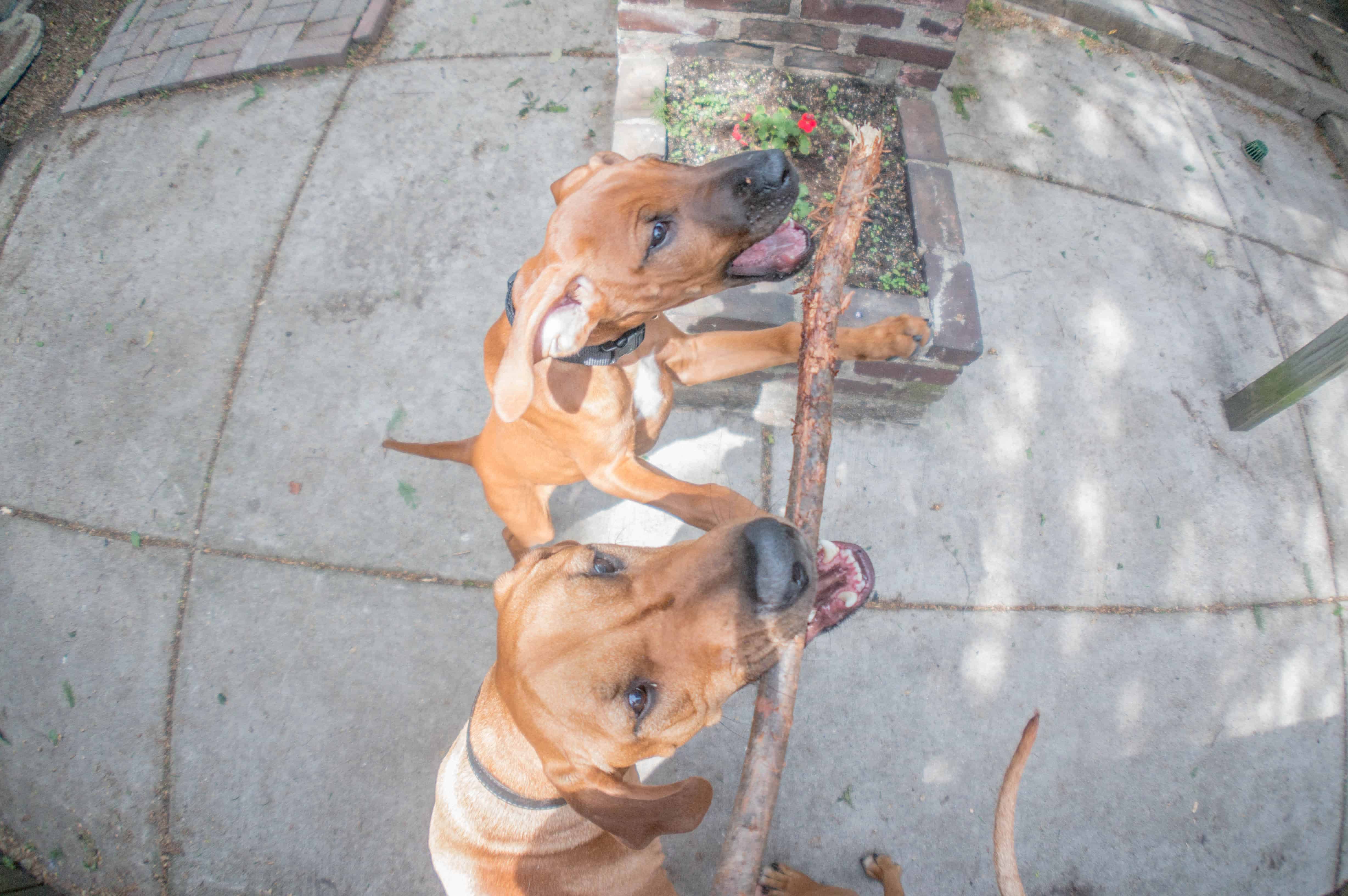 Rhodesian Ridgeback, puppy, marking our territory, blog, adventure, chicago, dogs